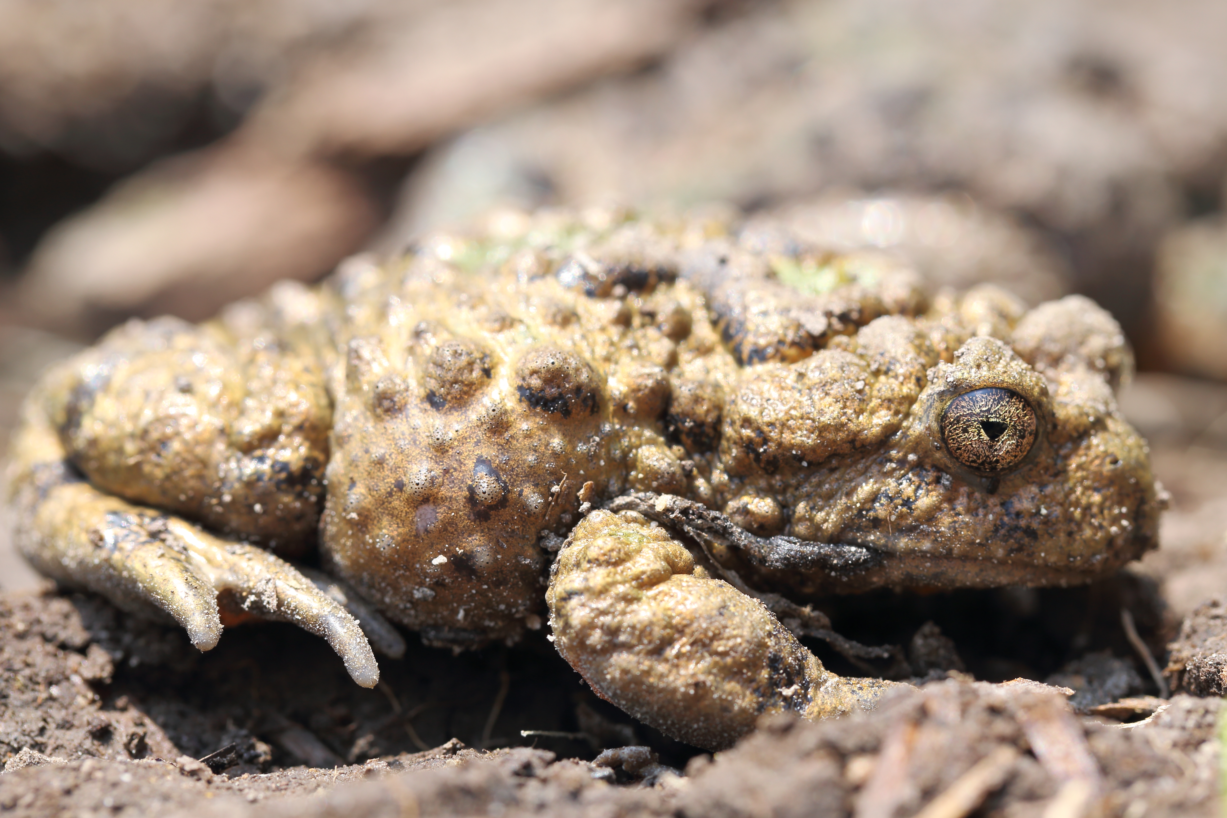 <i>Bombina maxima</i>; Yunnan Firebelly Toad