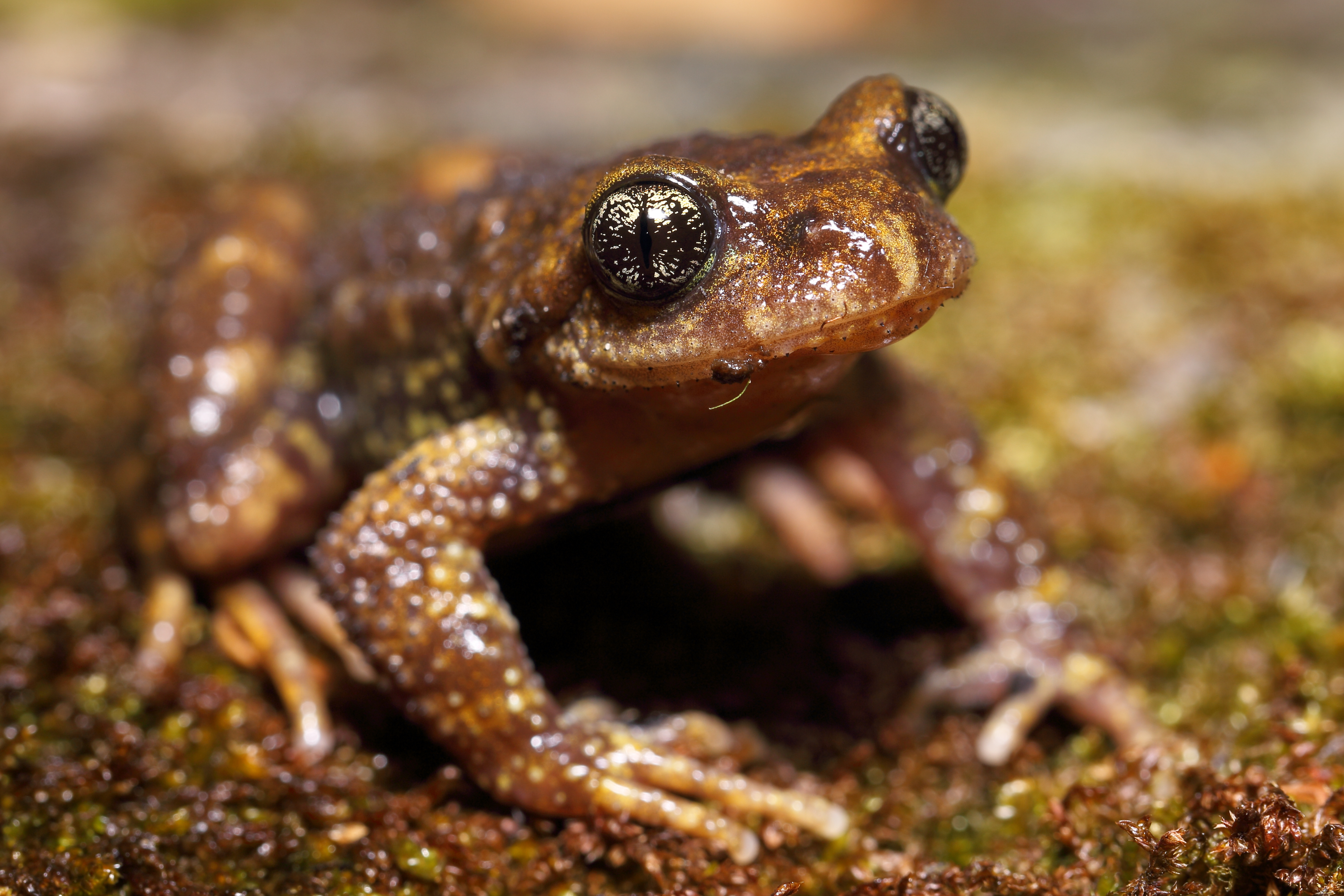 <i>Oreolalax sterlingae</i>; Sterling's Toothed Toad