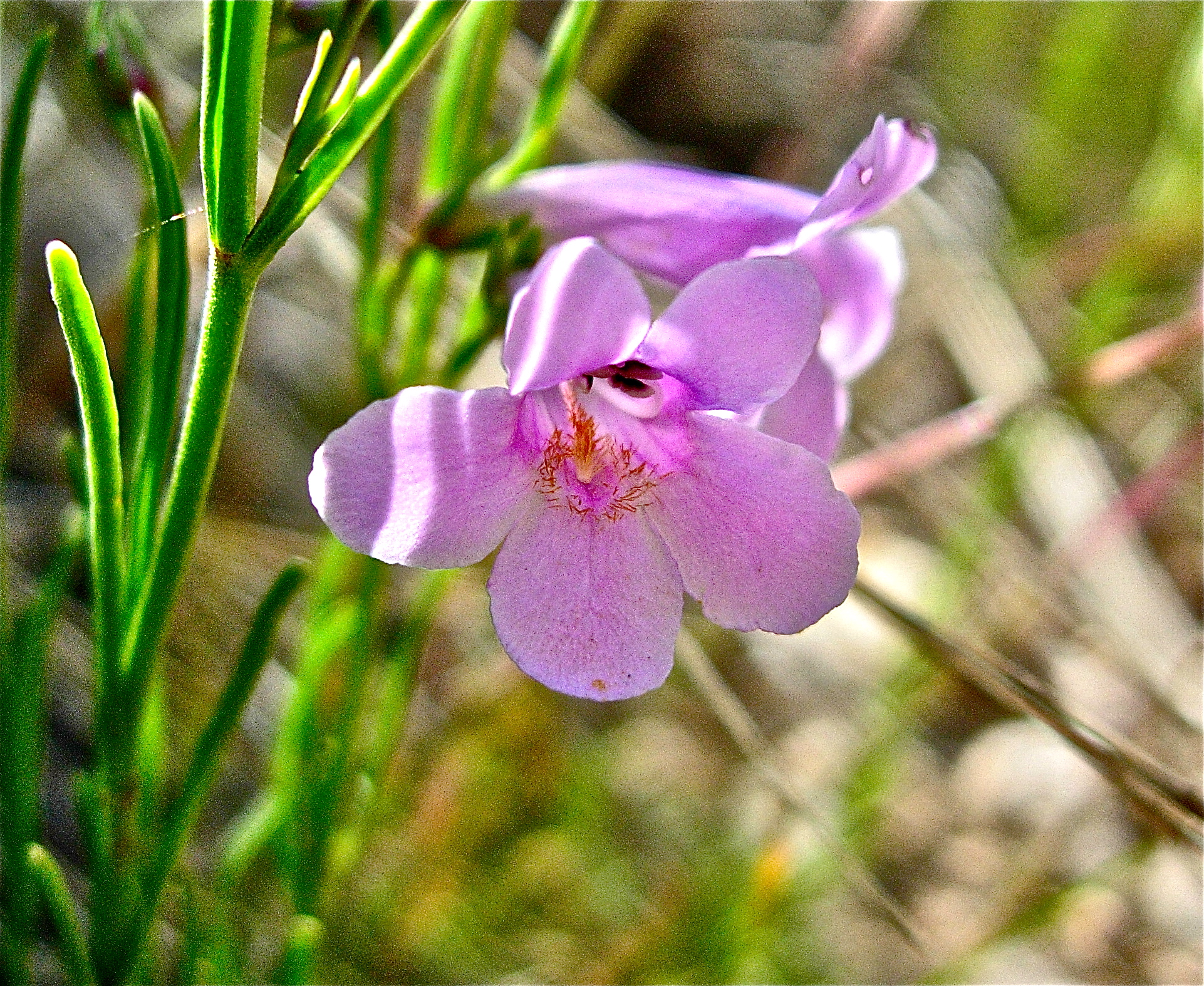 <i>Penstemon laricifolius</i>