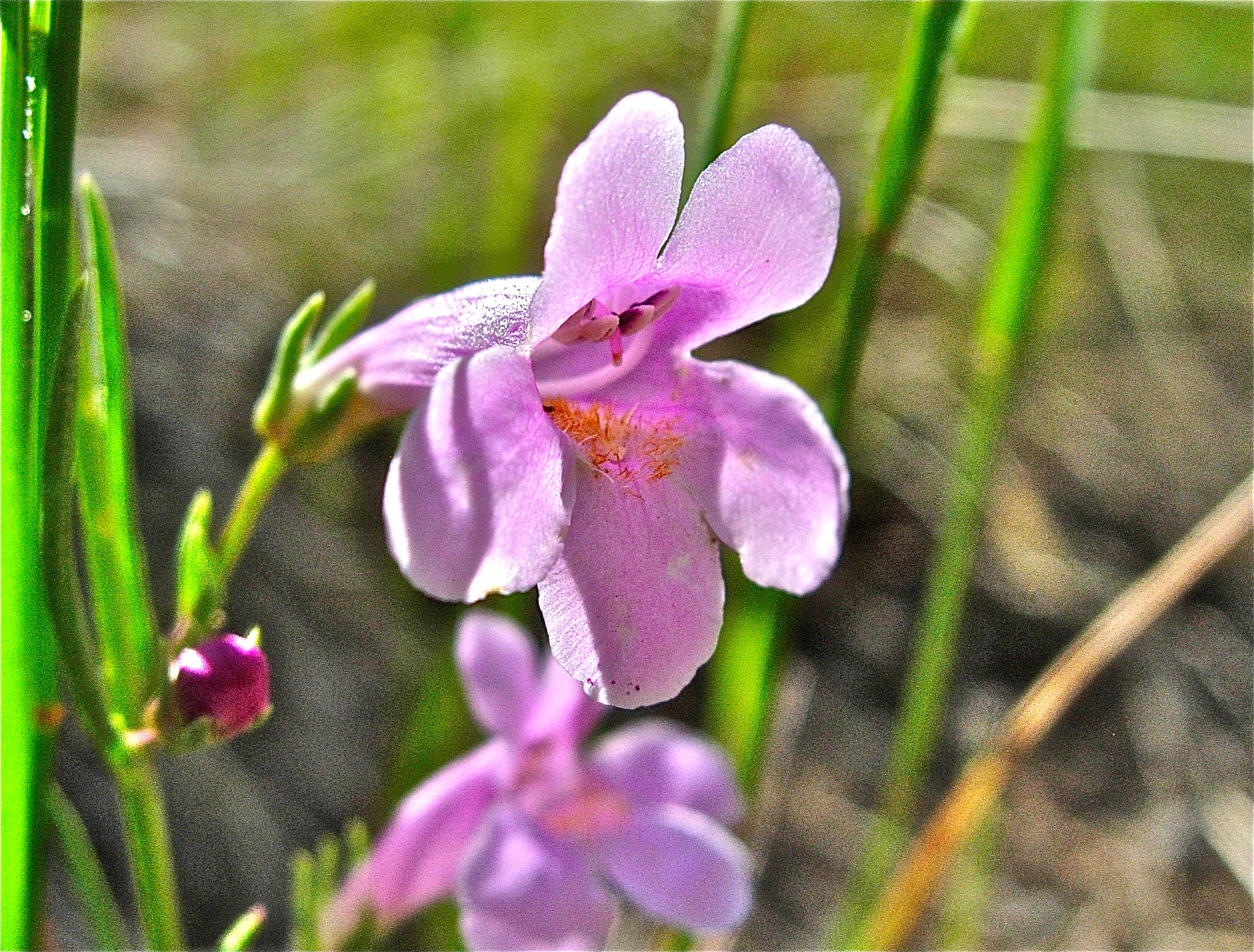 <i>Penstemon laricifolius</i>