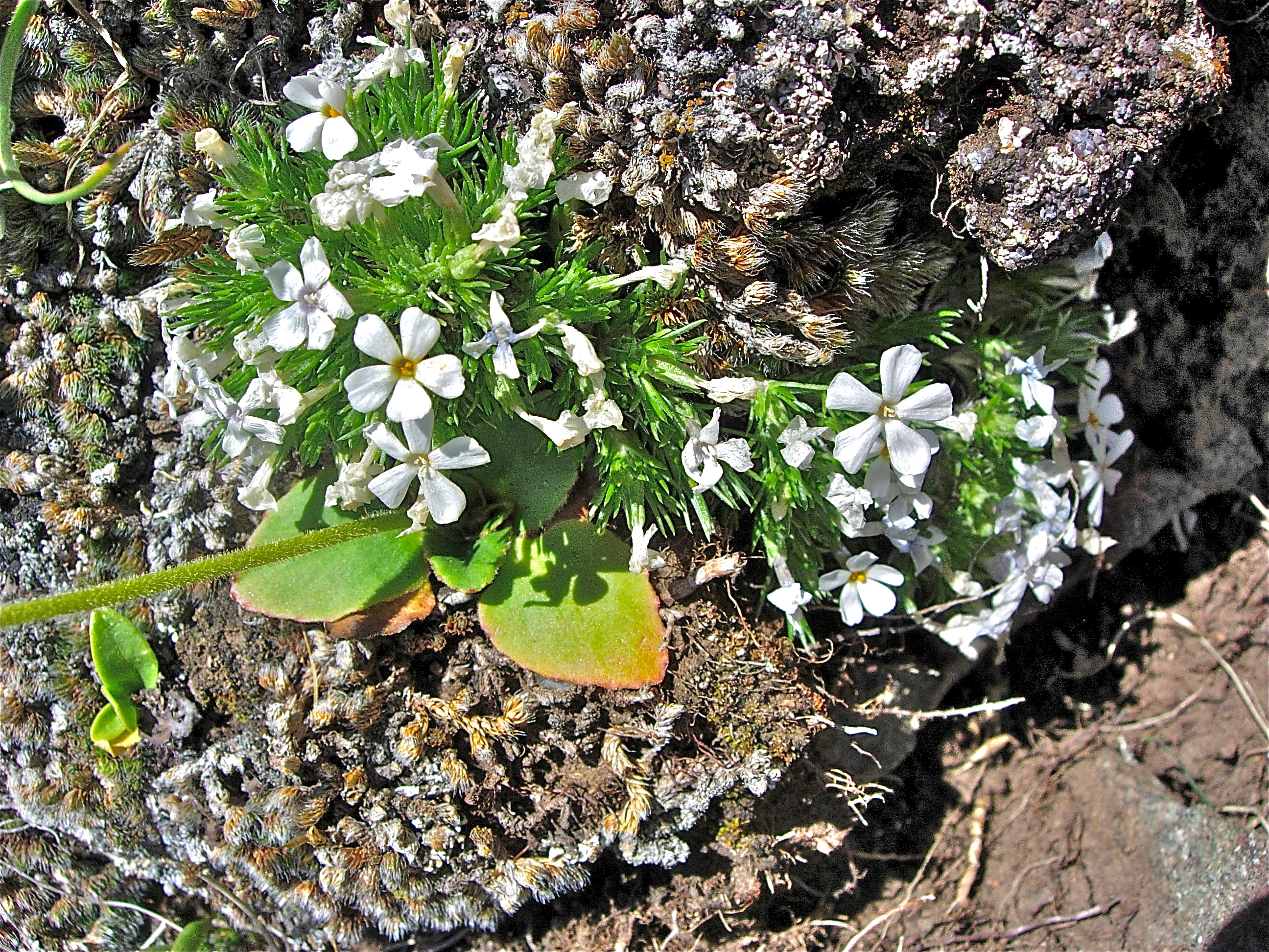 <i>Phlox multiflora</i>