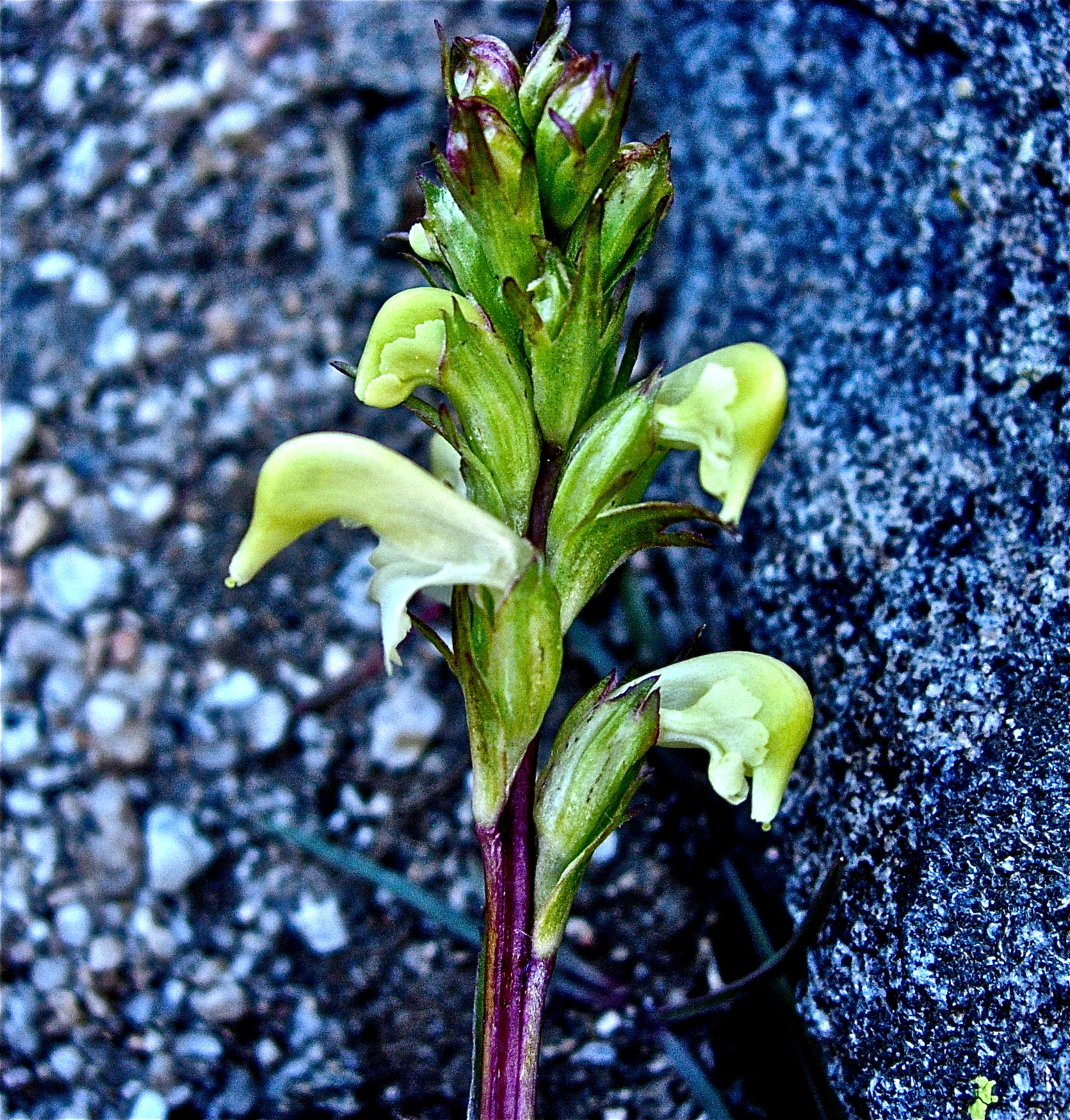 <i>Pedicularis parryi</i>