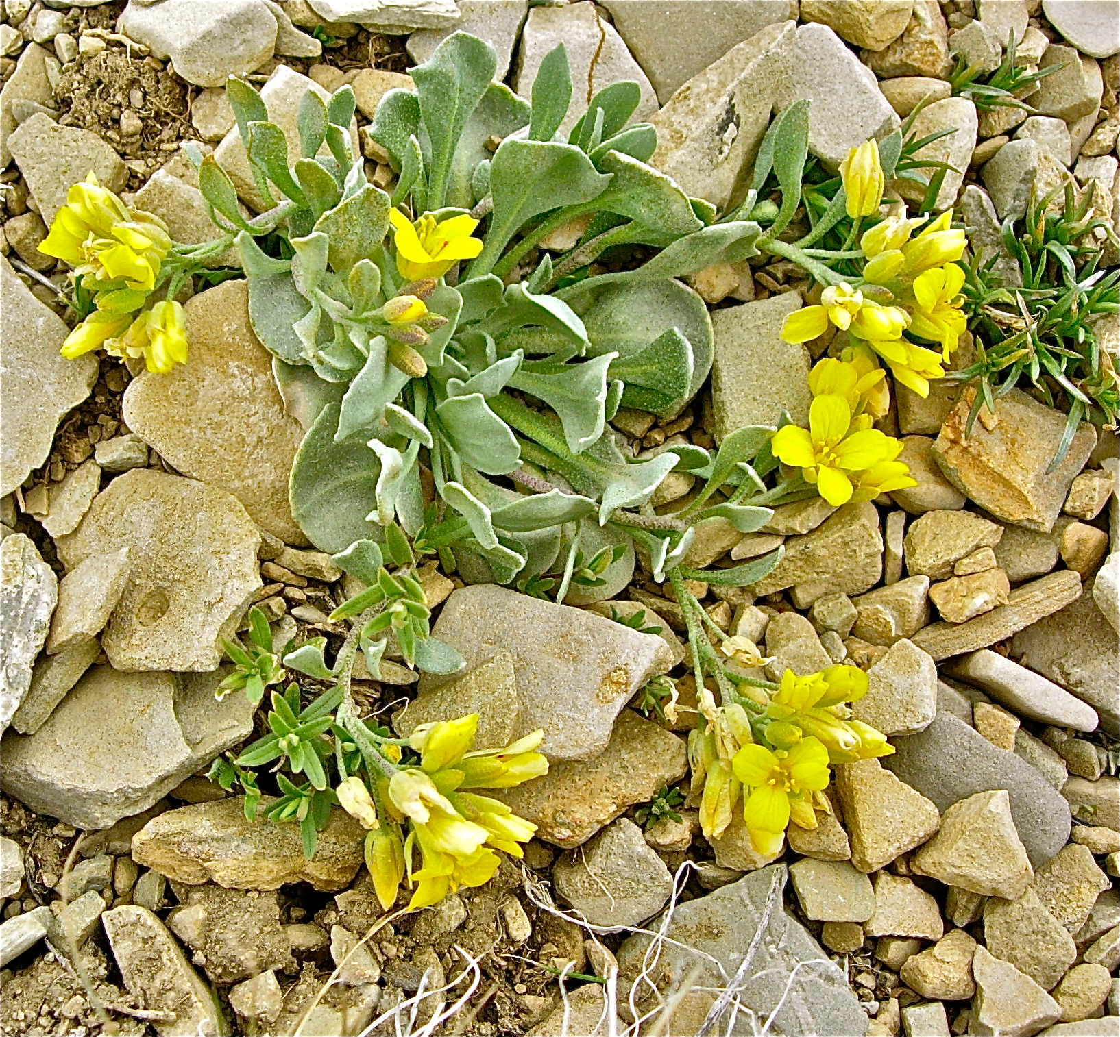 <i>Physaria acutifolia</i>