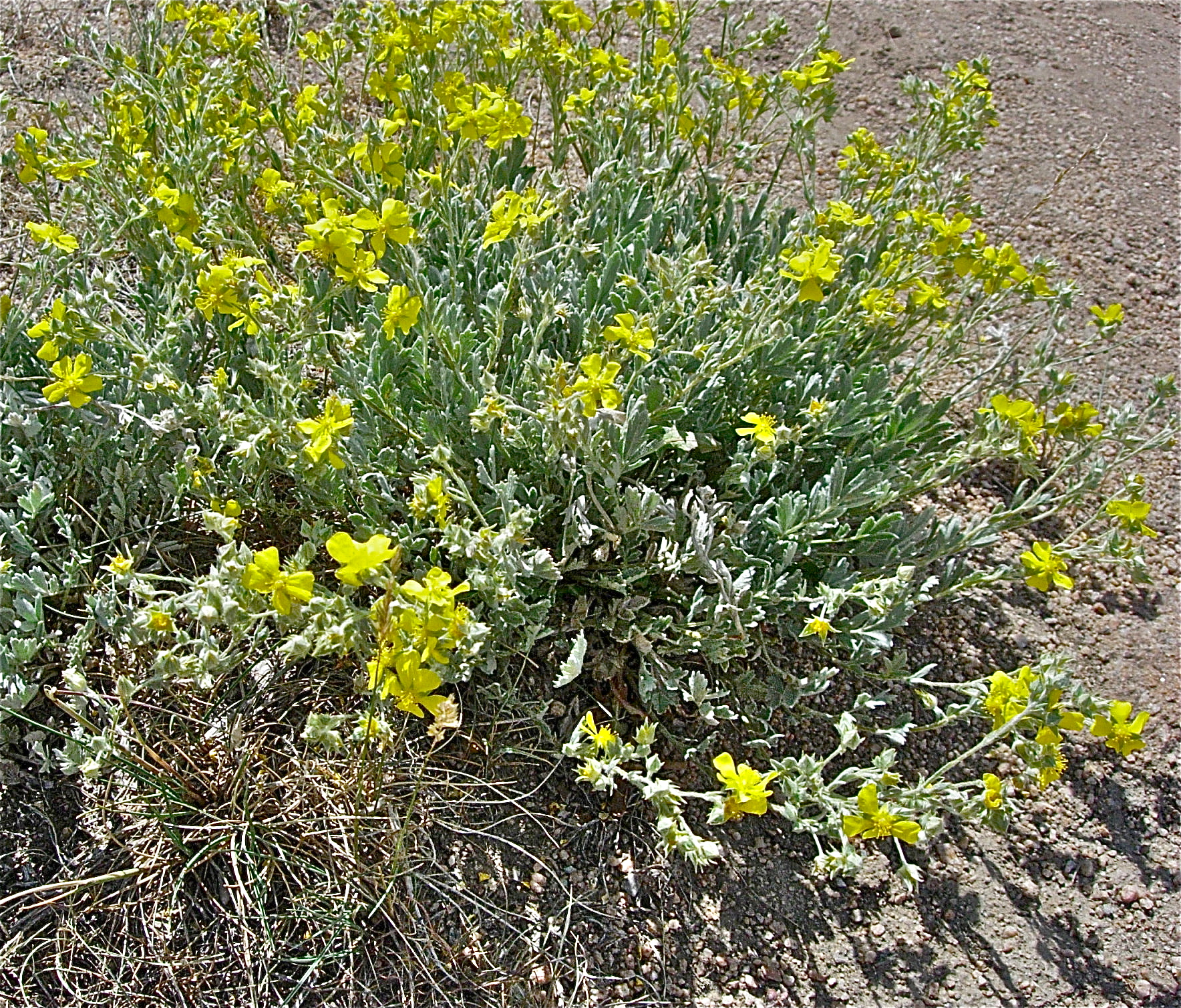 <i>Potentilla nivea</i>