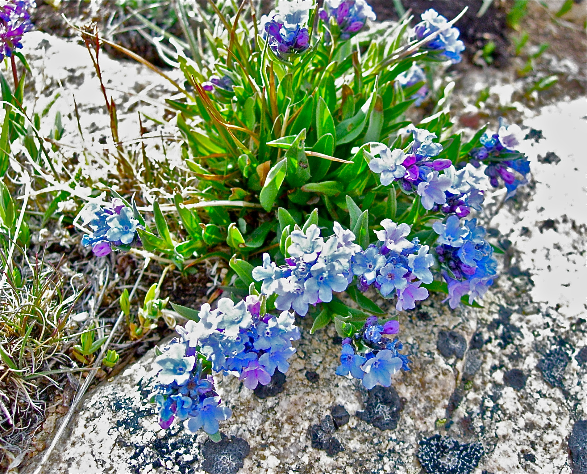 <i>Mertensia alpina</i>