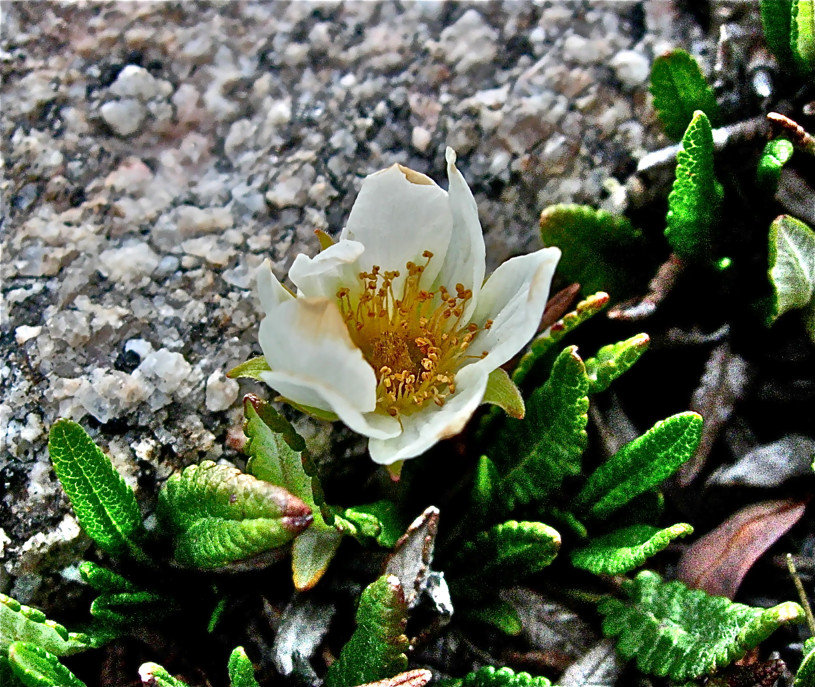 <i>Dryas hookeriana</i>
