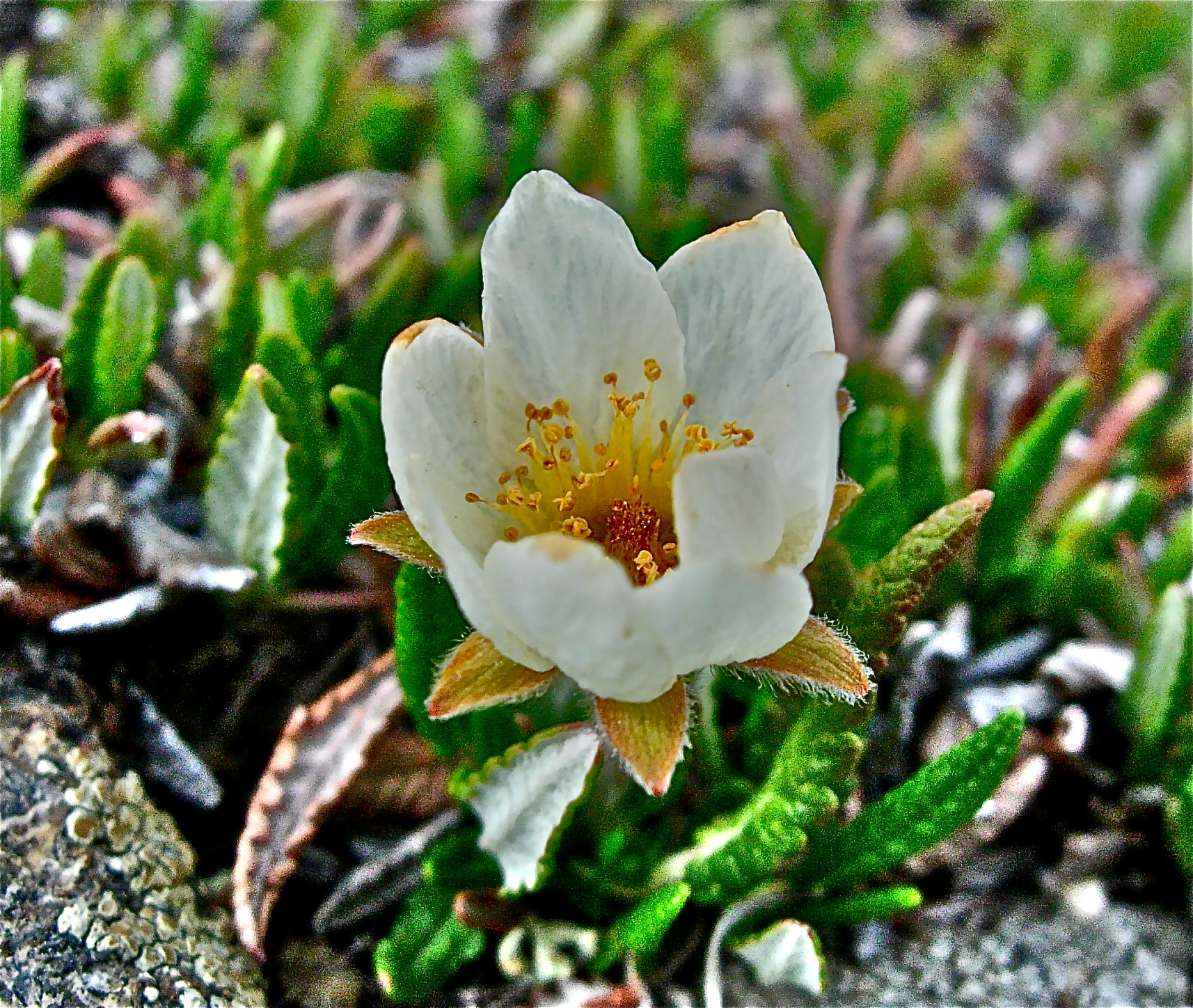 <i>Dryas hookeriana</i>