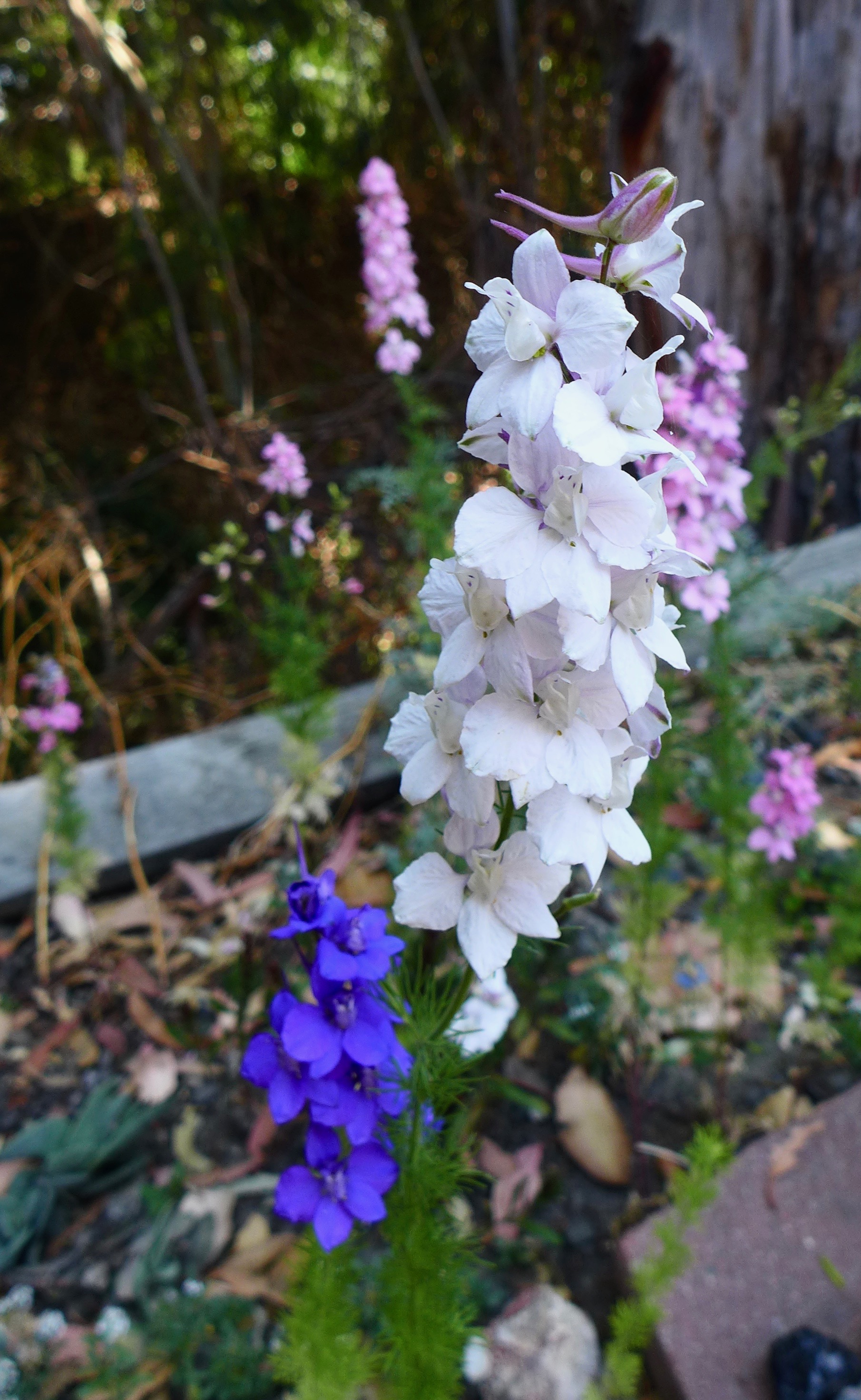 <i>Consolida ajacis</i>; Larkspur