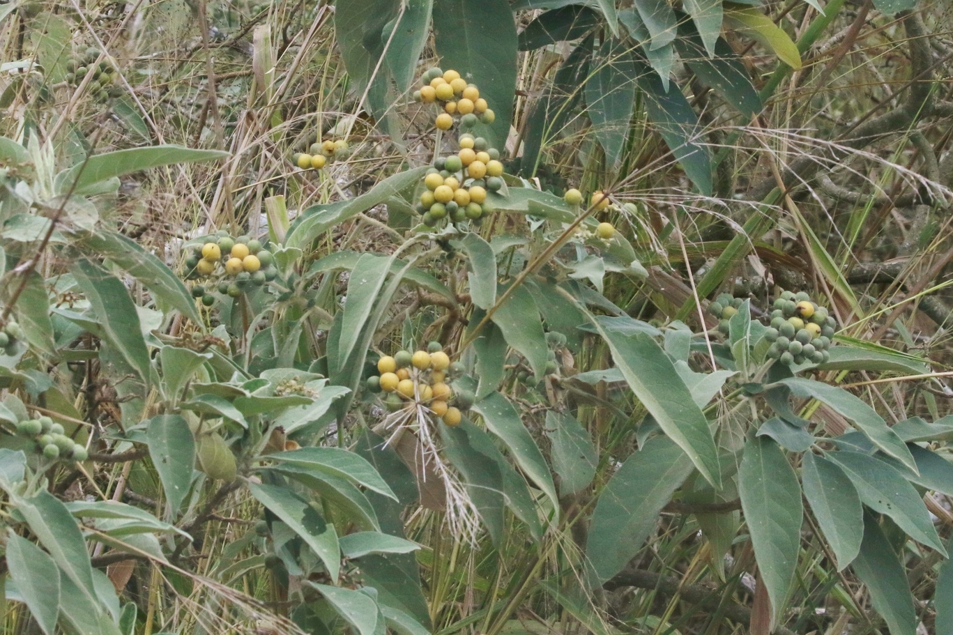 <i>Solanum mauritianum</i>; Bugweed