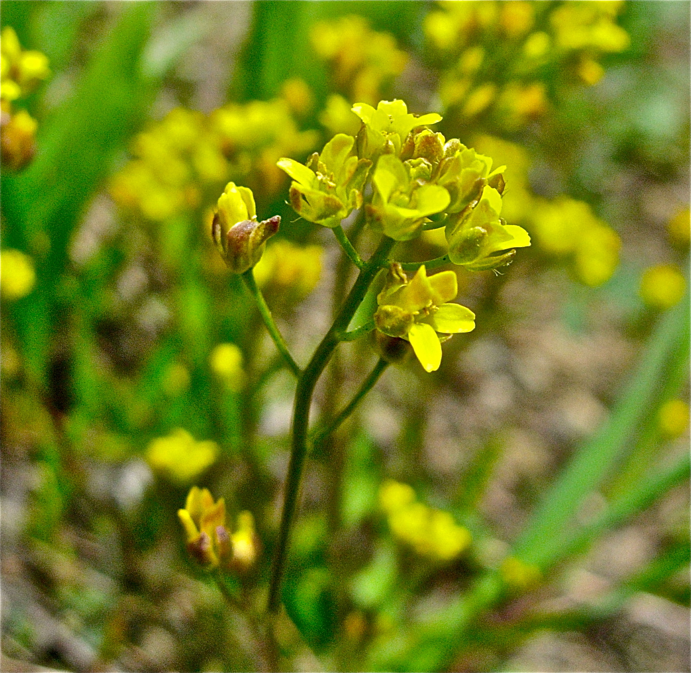 <i>Draba incerta</i>