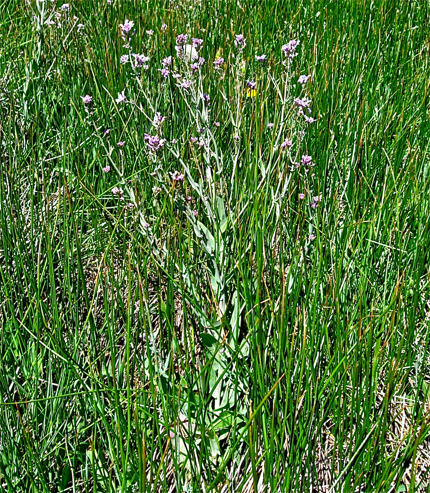 <i>Thelypodium sagittatum</i>