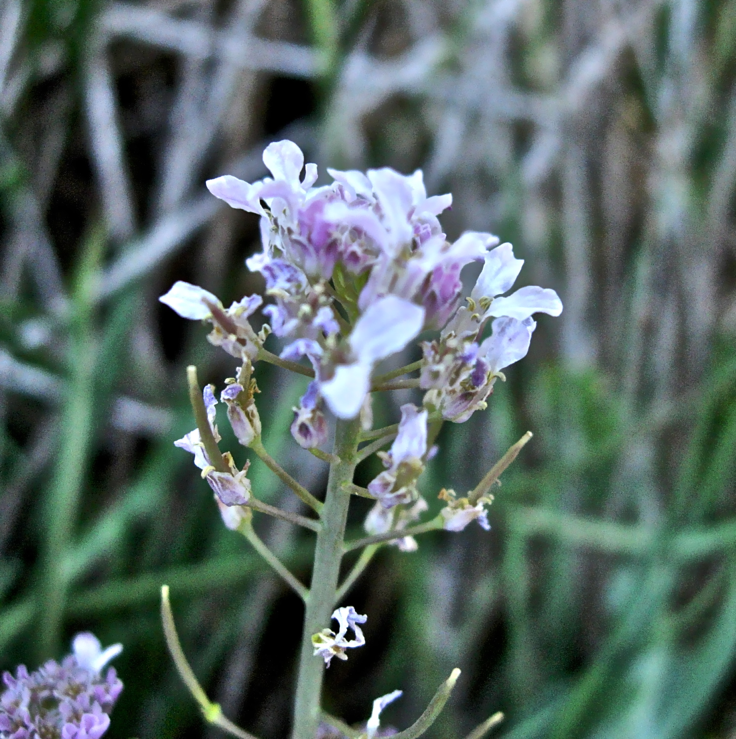 <i>Thelypodium sagittatum</i>