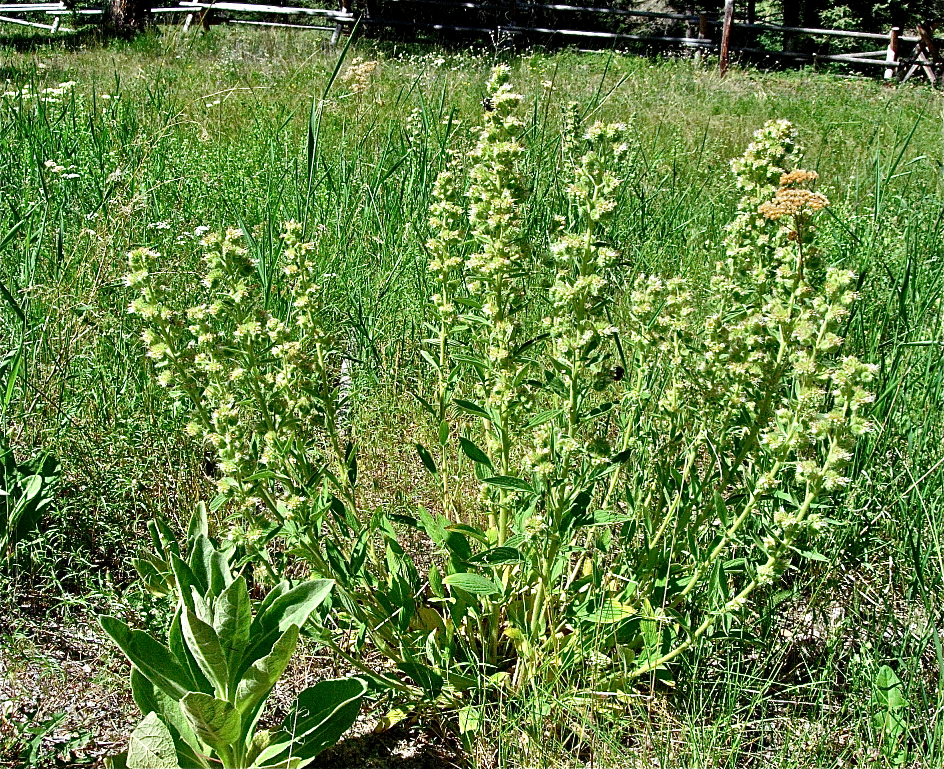 <i>Phacelia heterophylla</i>