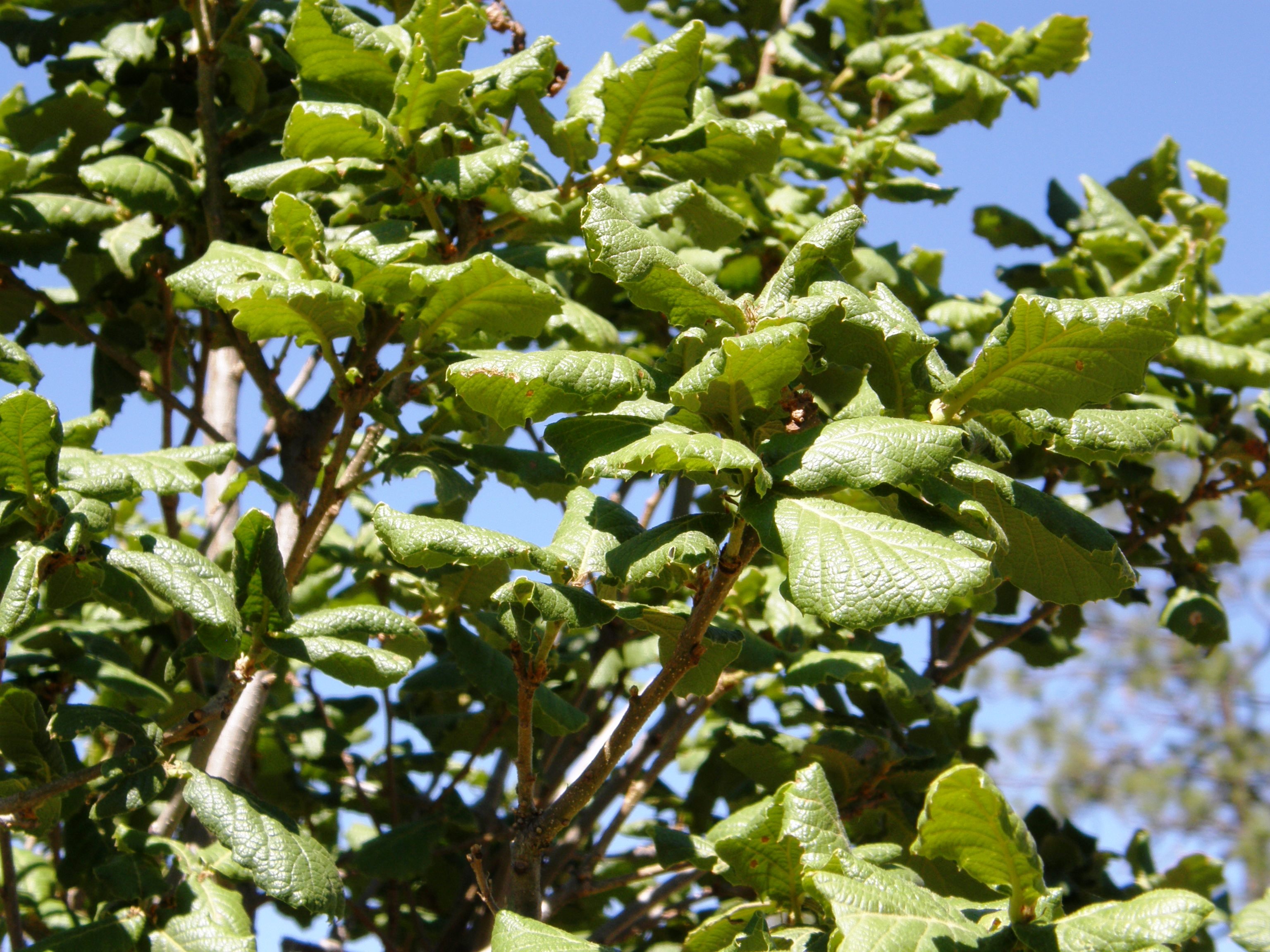 <i>Quercus rugosa</i>