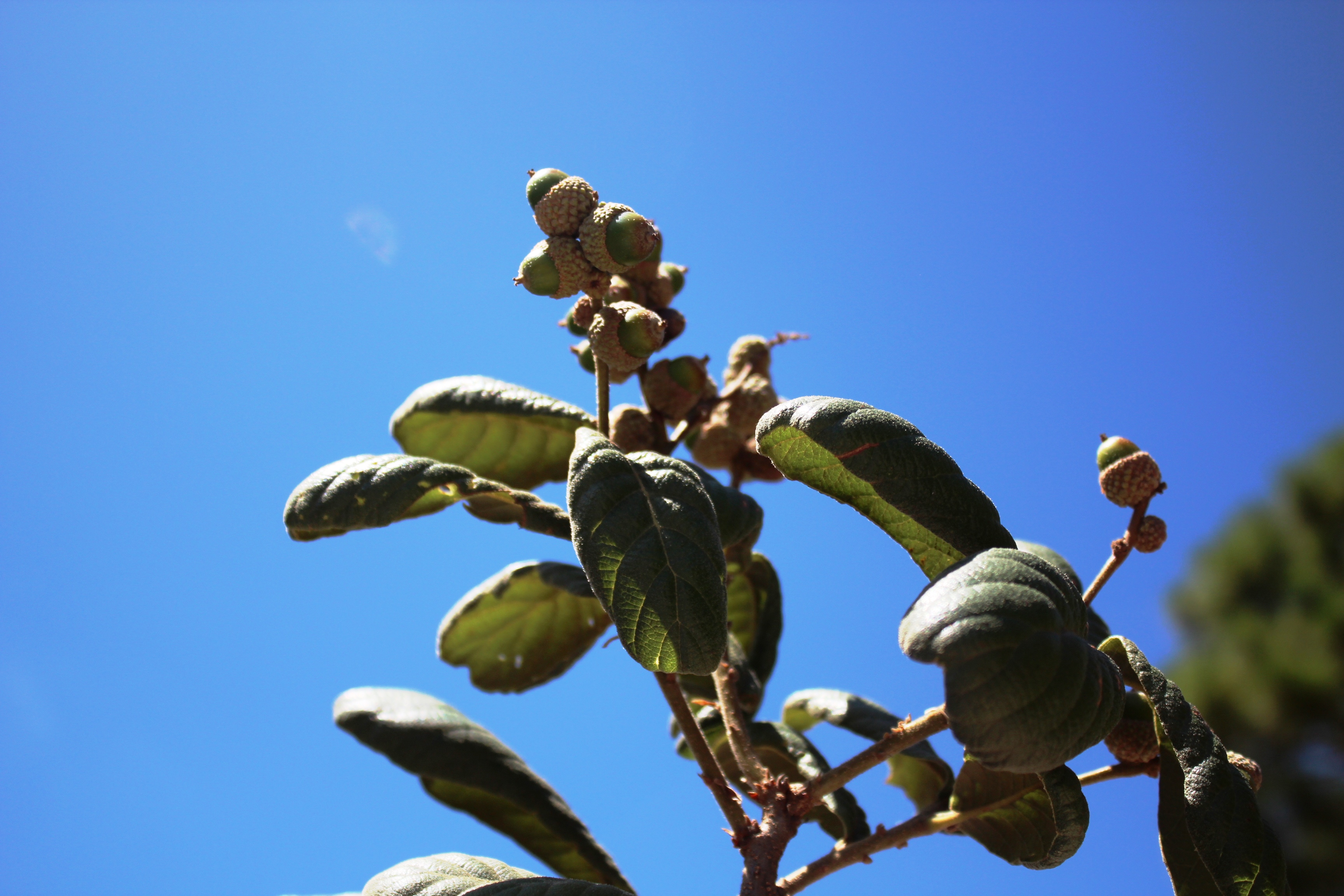 <i>Quercus rugosa</i>