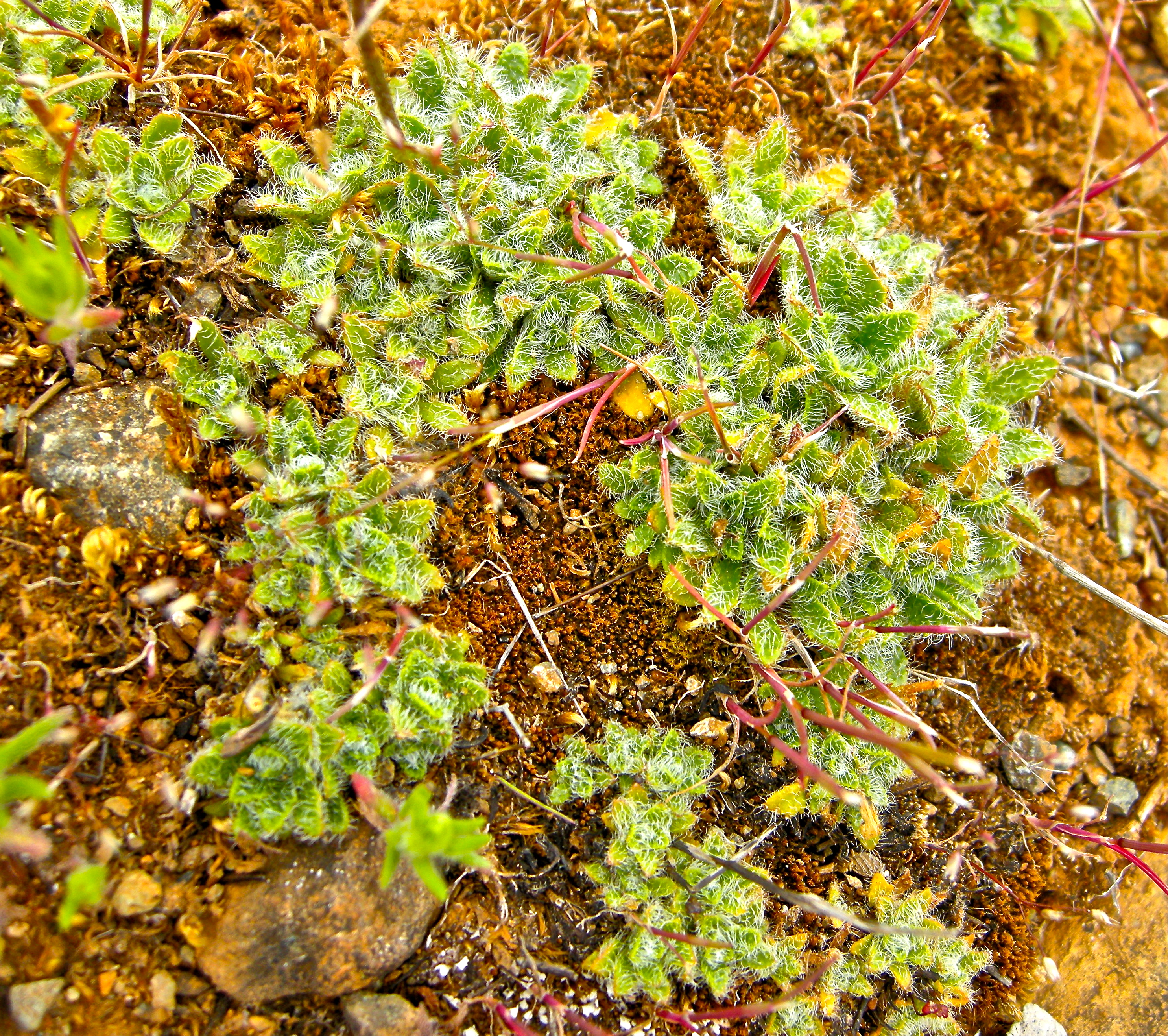<i>Arabis aculeolata</i>