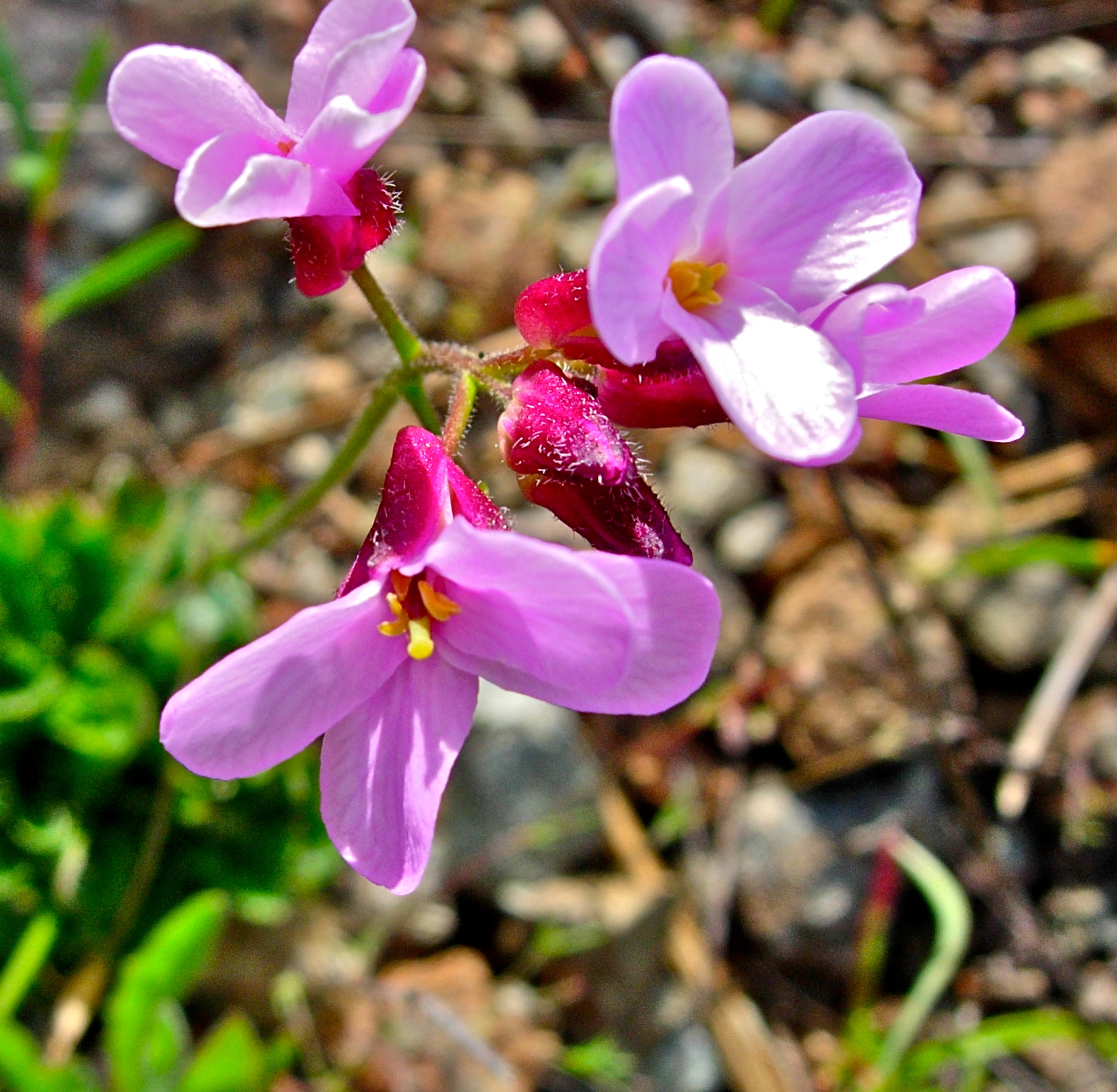 <i>Arabis aculeolata</i>
