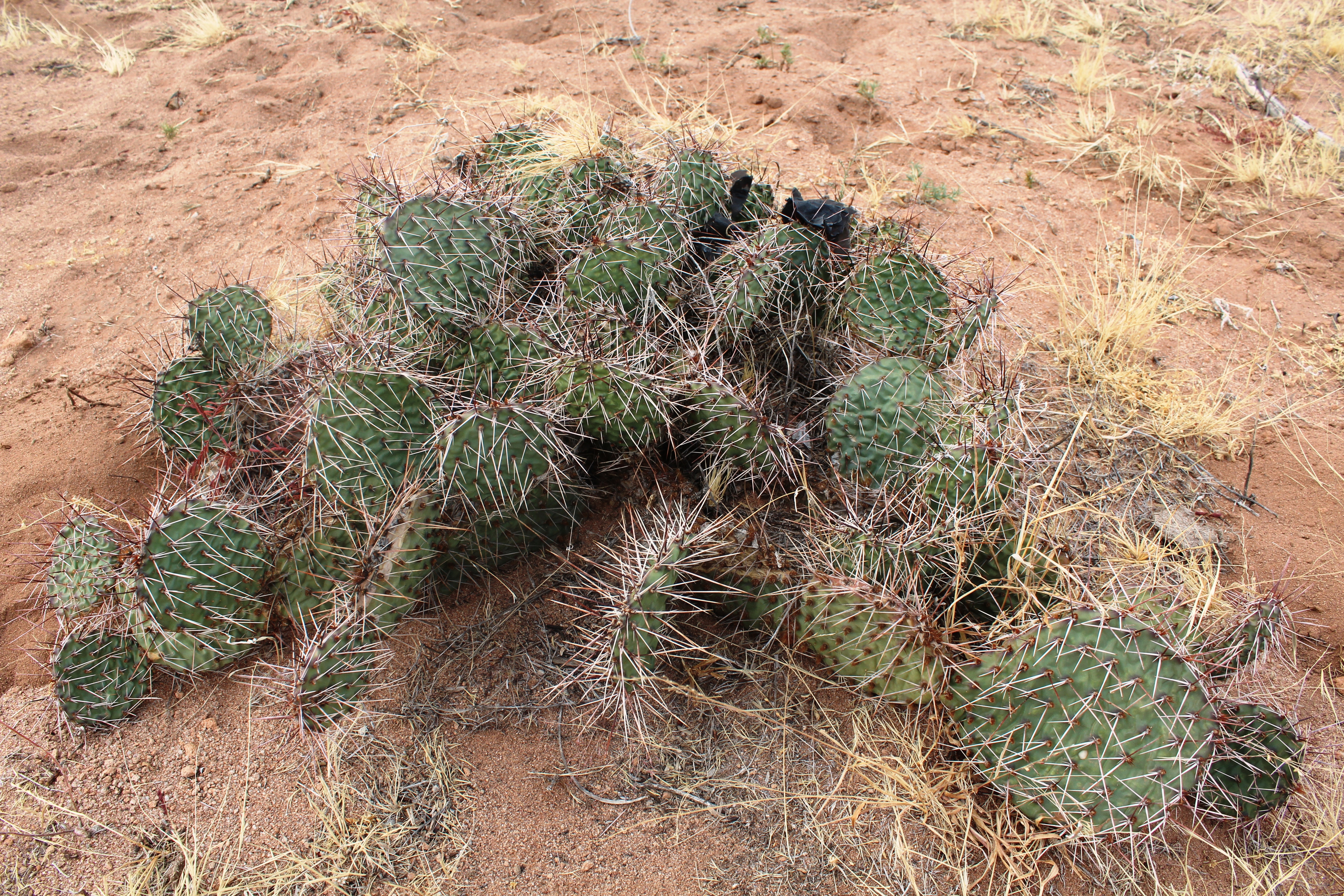<i>Opuntia tortispina</i>
