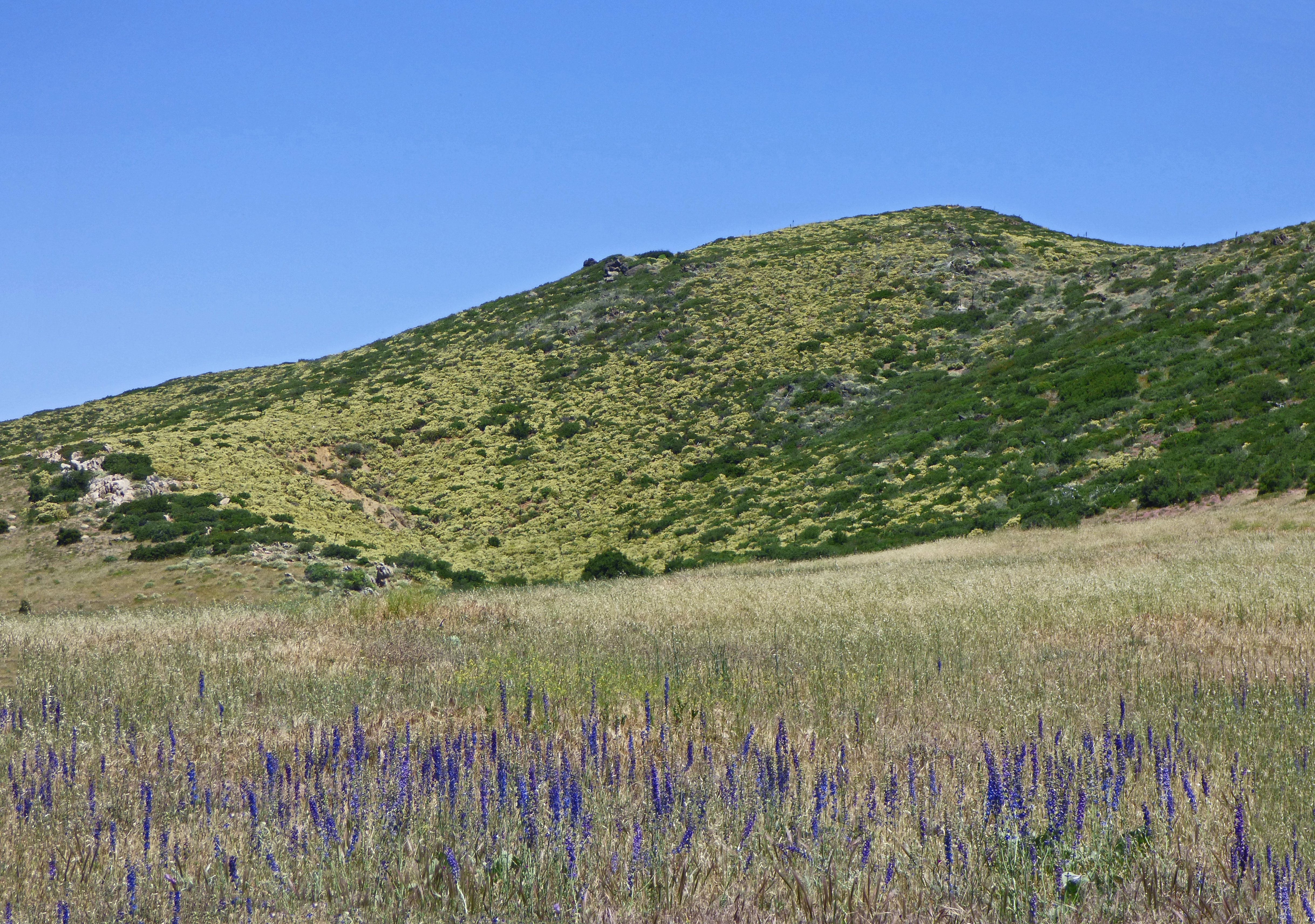 <i>Delphinium hesperium ssp. cuyamacae</i>; Cuyamaca Larkspur