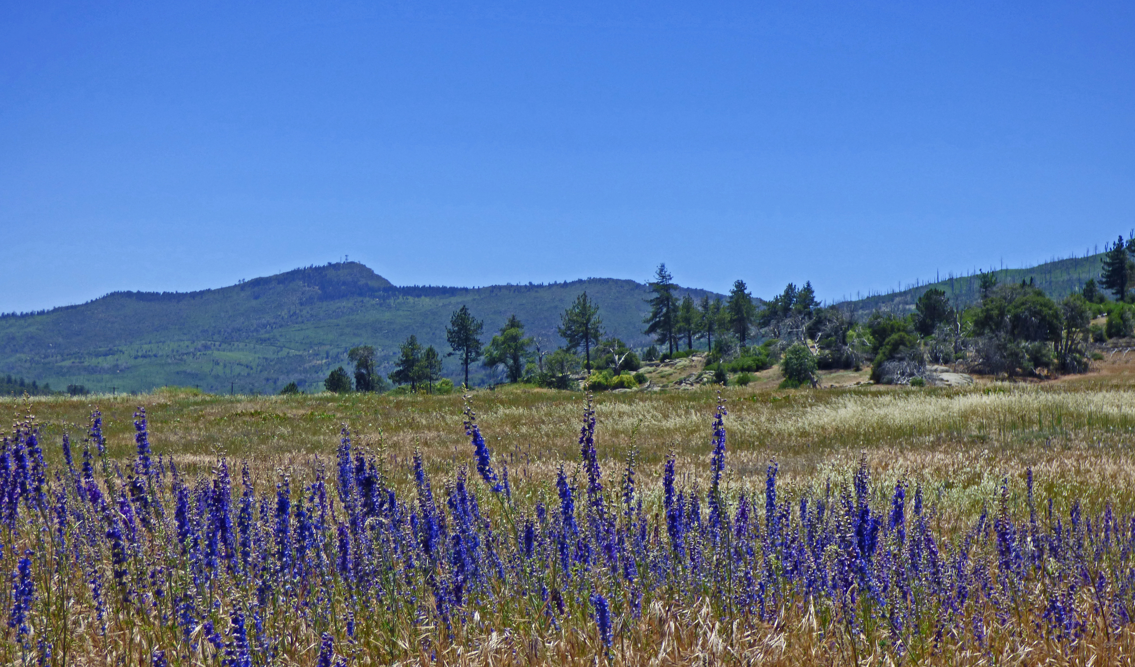 <i>Delphinium hesperium ssp. cuyamacae</i>; Cuyamaca Larkspur