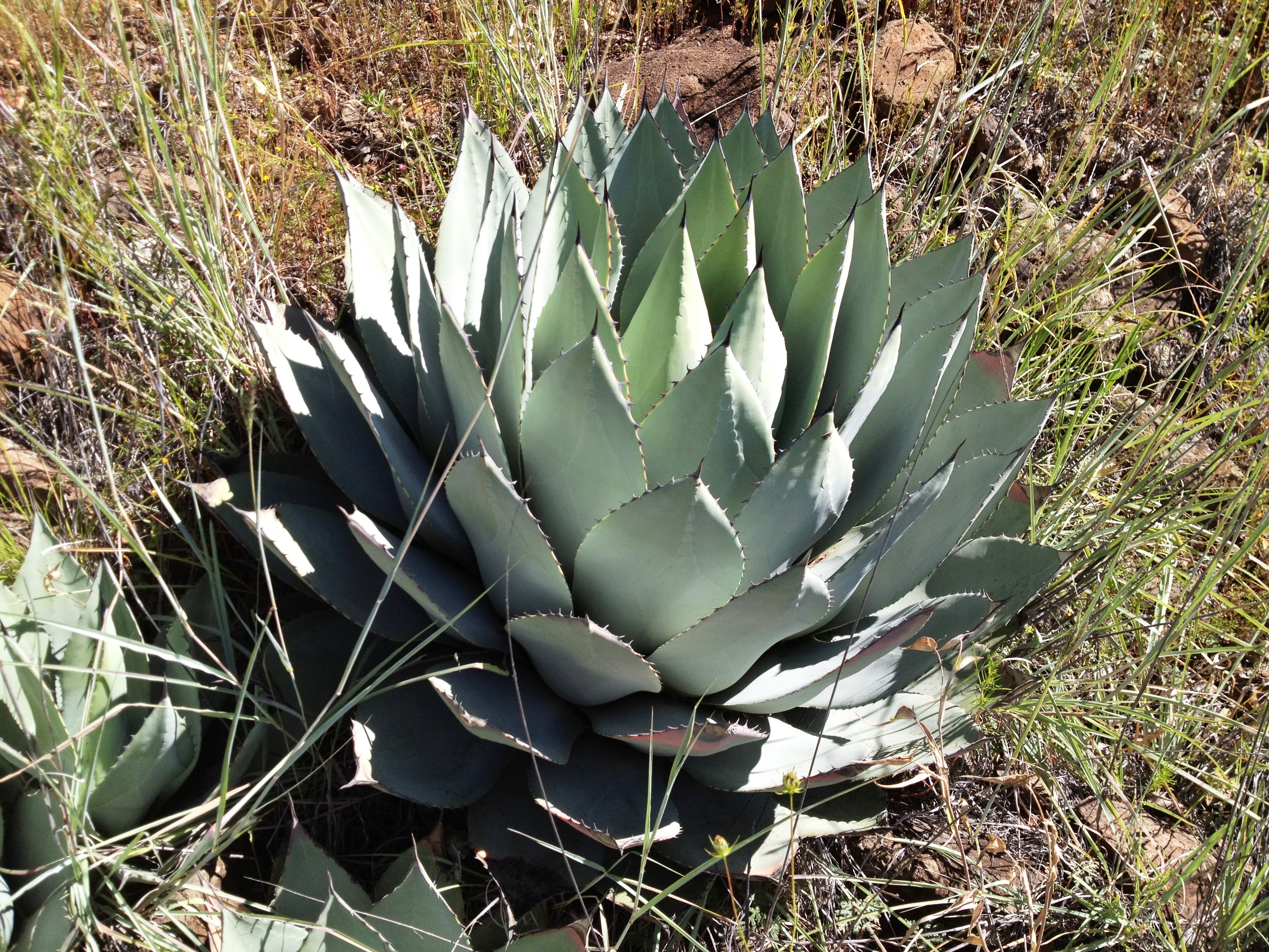 <i>Agave parryi ssp. huachucensis</i>
