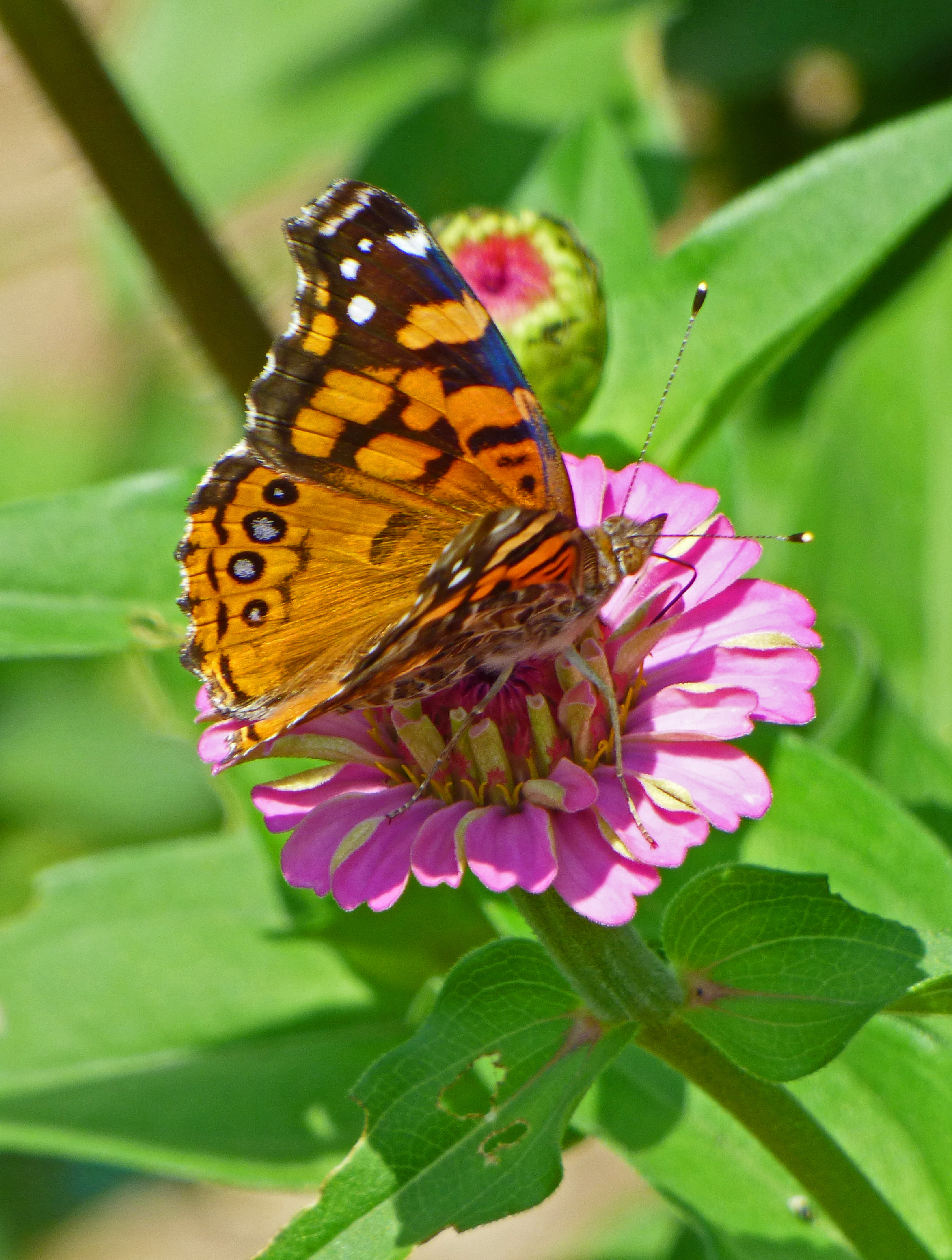 <i>Vanessa annabella</i>; West Coast Lady