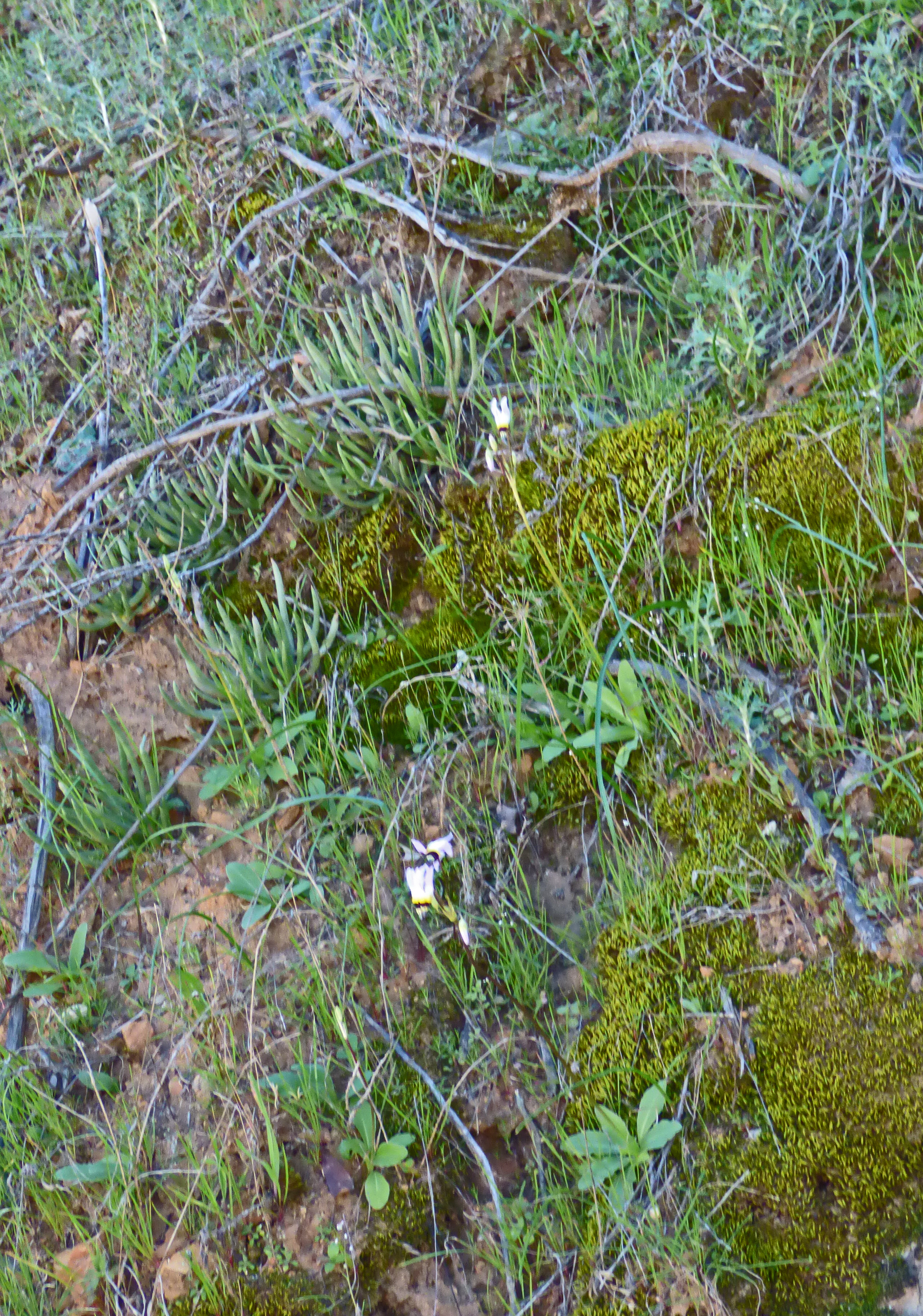 <i>Dodecatheon clevelandii ssp. clevelandii</i>; Shooting Star