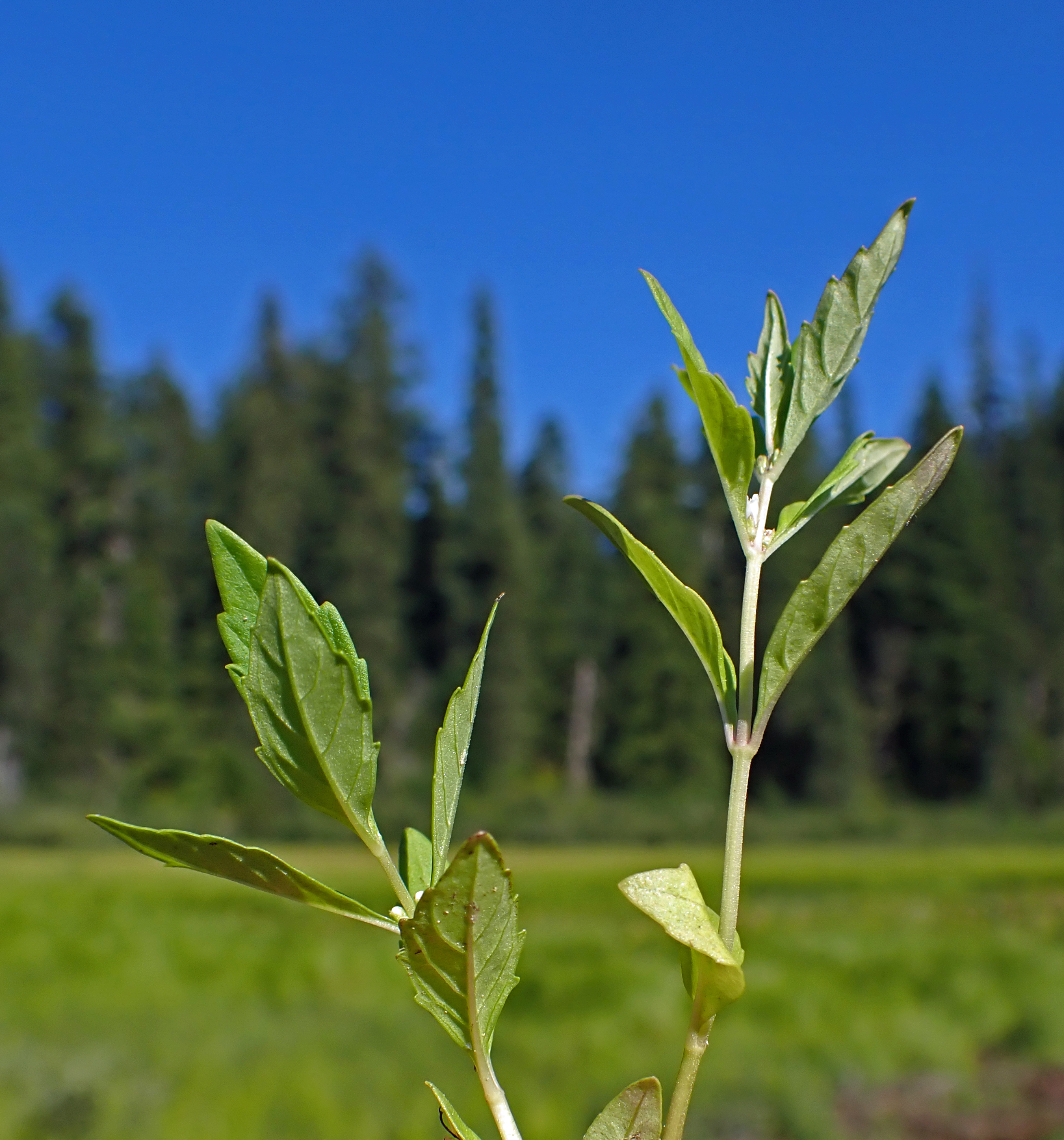 <i>Lycopus uniflorus</i>; Northern Bugleweed
