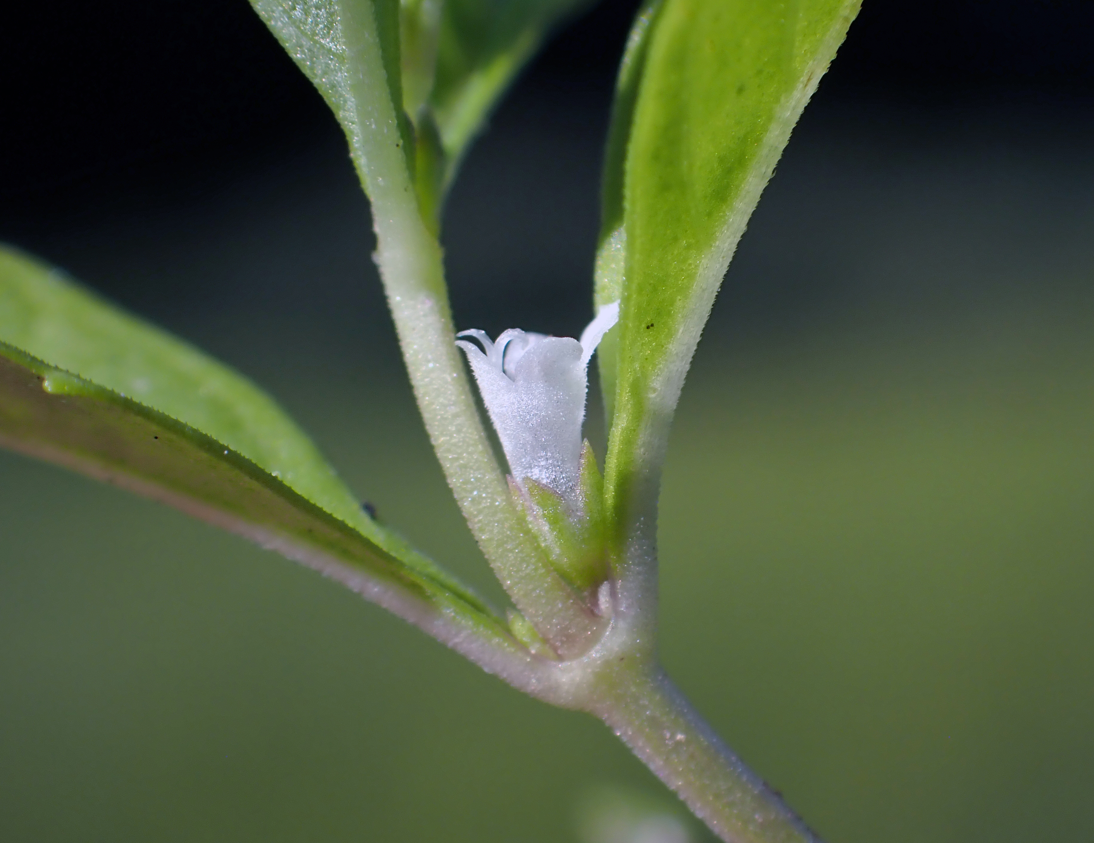 <i>Lycopus uniflorus</i>; Northern Bugleweed