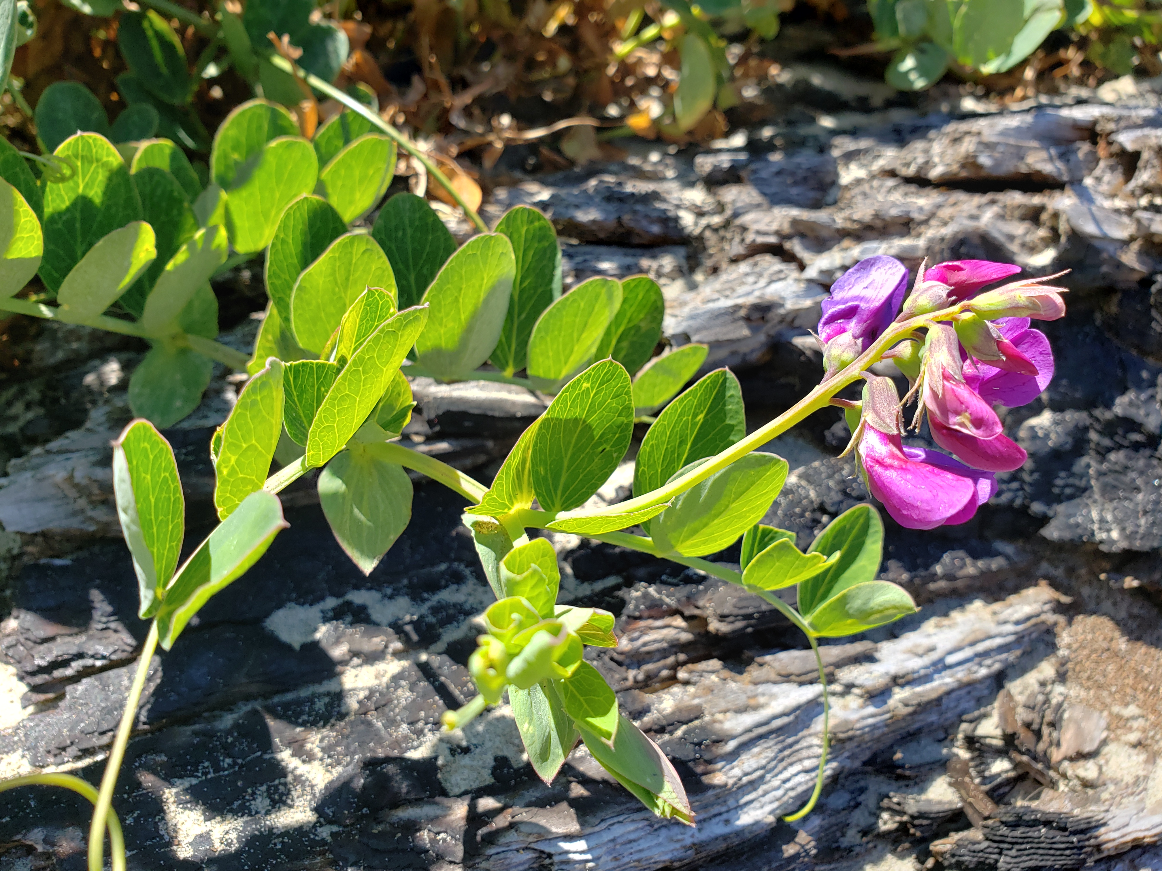 <i>Lathyrus japonicus</i>; Seaside Pea