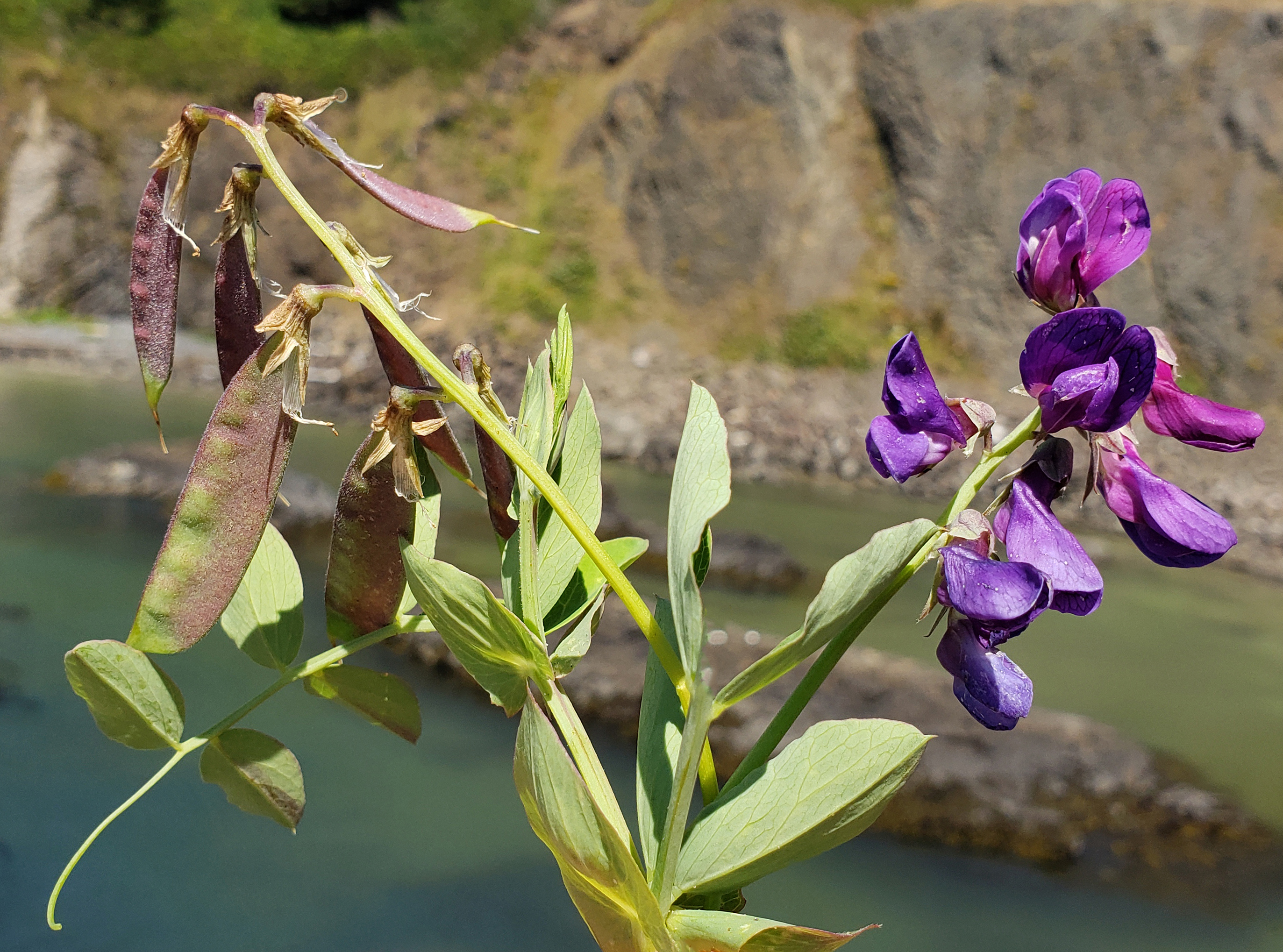<i>Lathyrus japonicus</i>; Seaside Pea