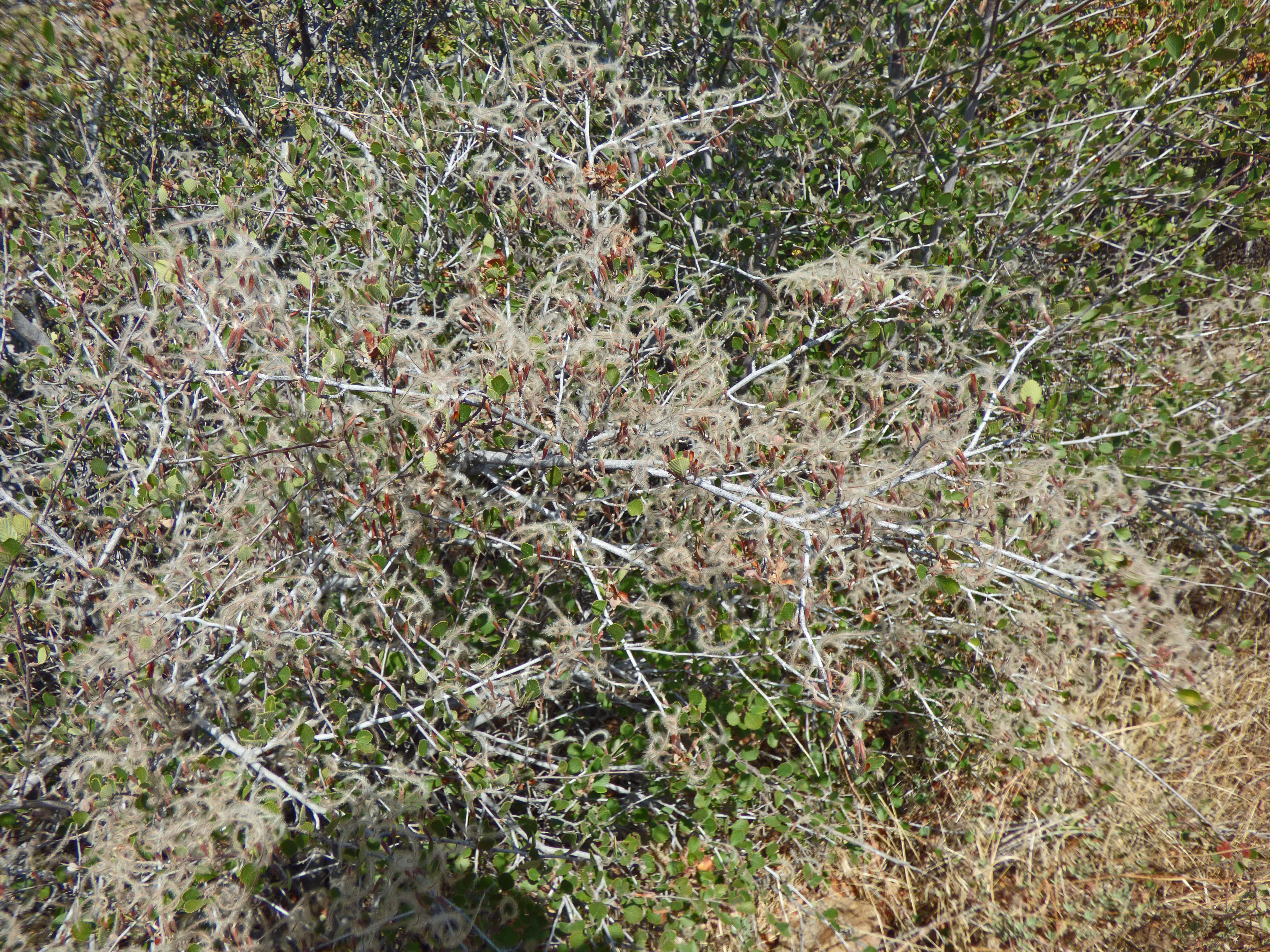 <i>Cercocarpus minutiflorus</i>; San Diego Mahogany