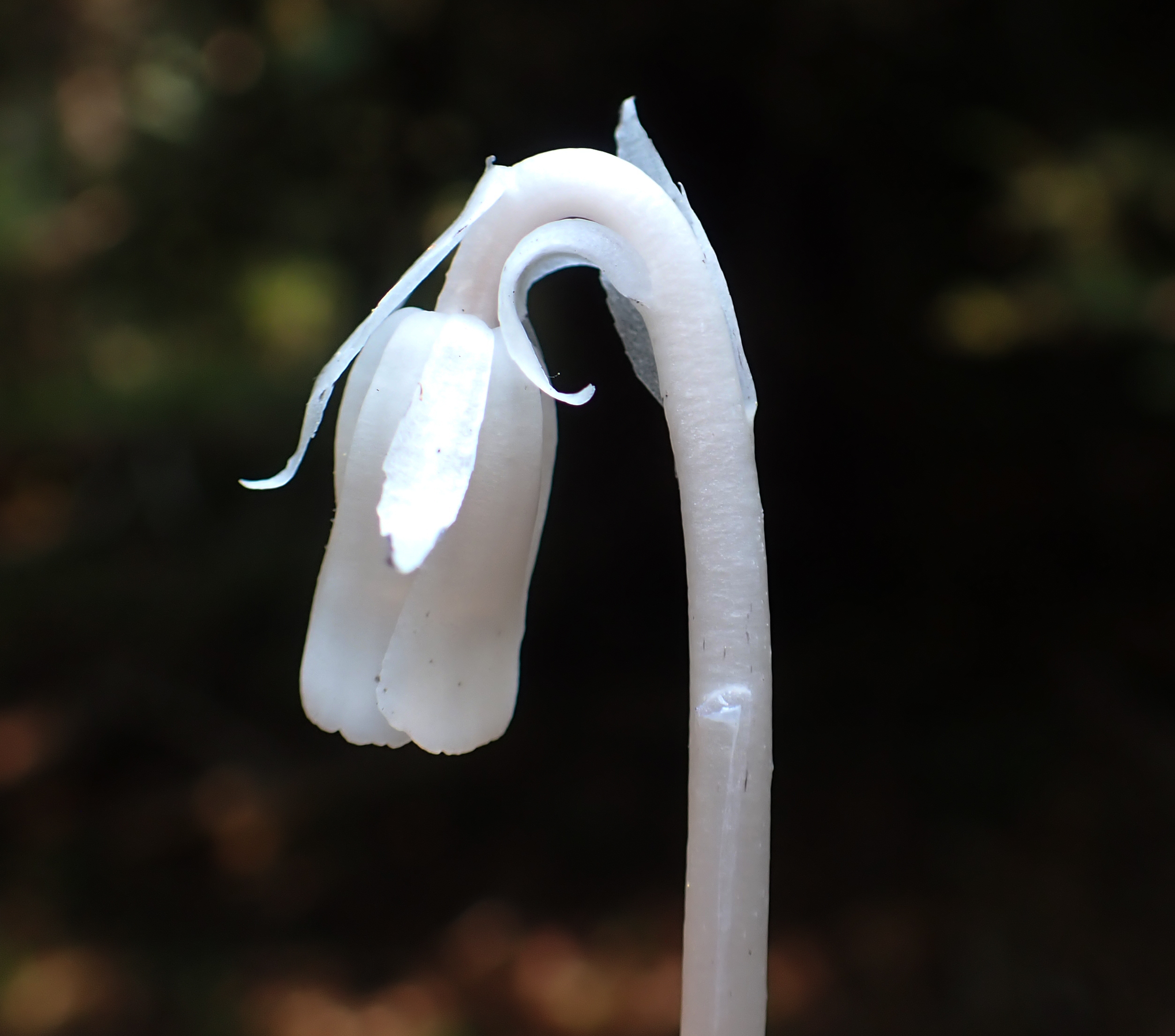 <i>Monotropa uniflora</i>; Ghost-pipe