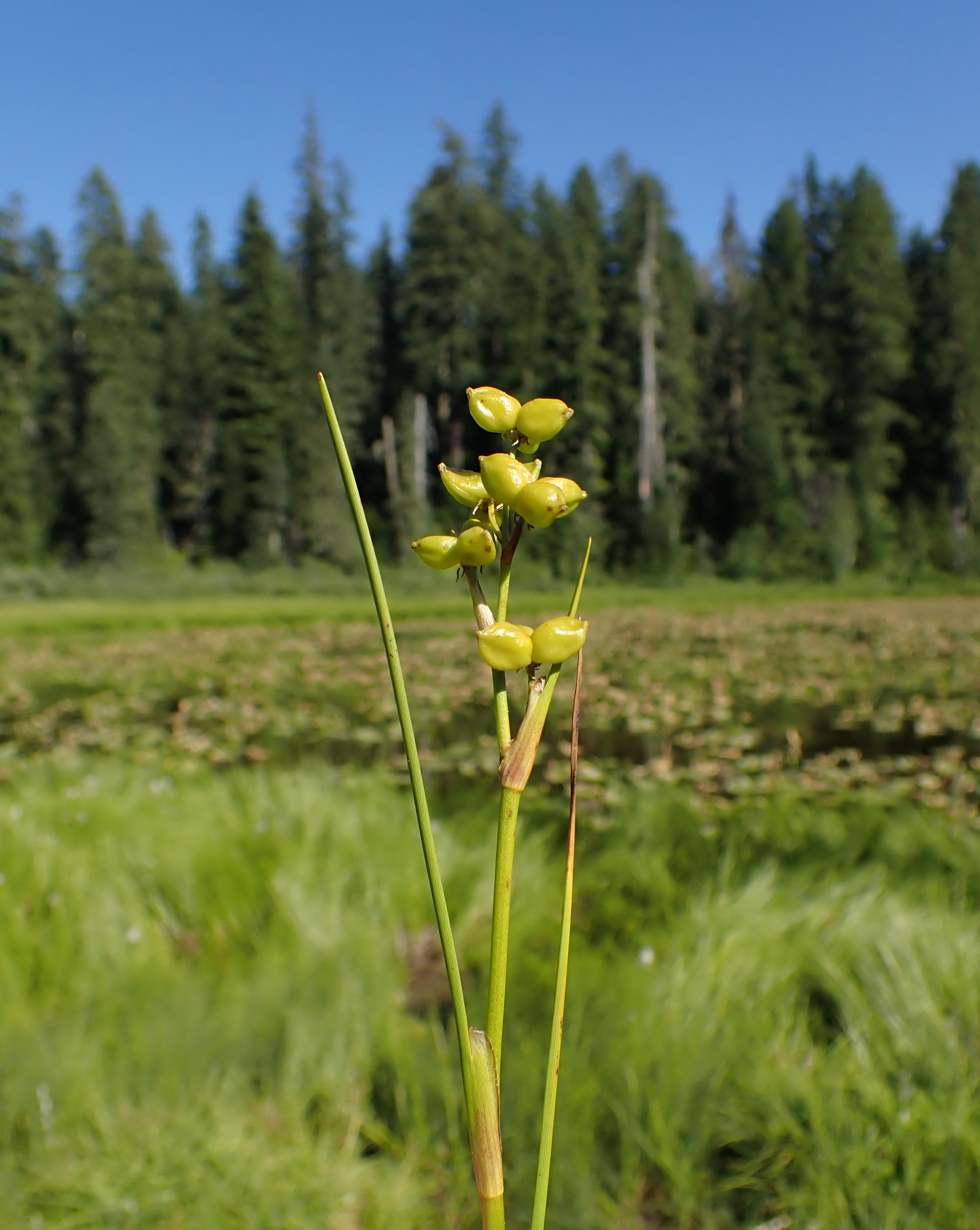 <i>Scheuchzeria palustris</i>; American Scheuchzeria