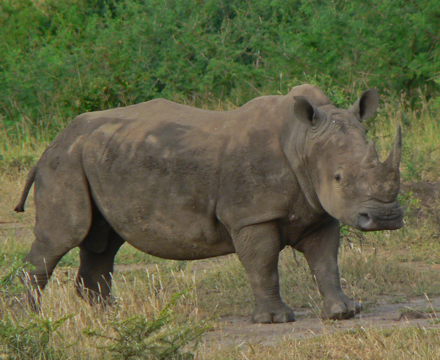 <i>Ceratotherium simum</i>; Square-lipped Rhinoceros