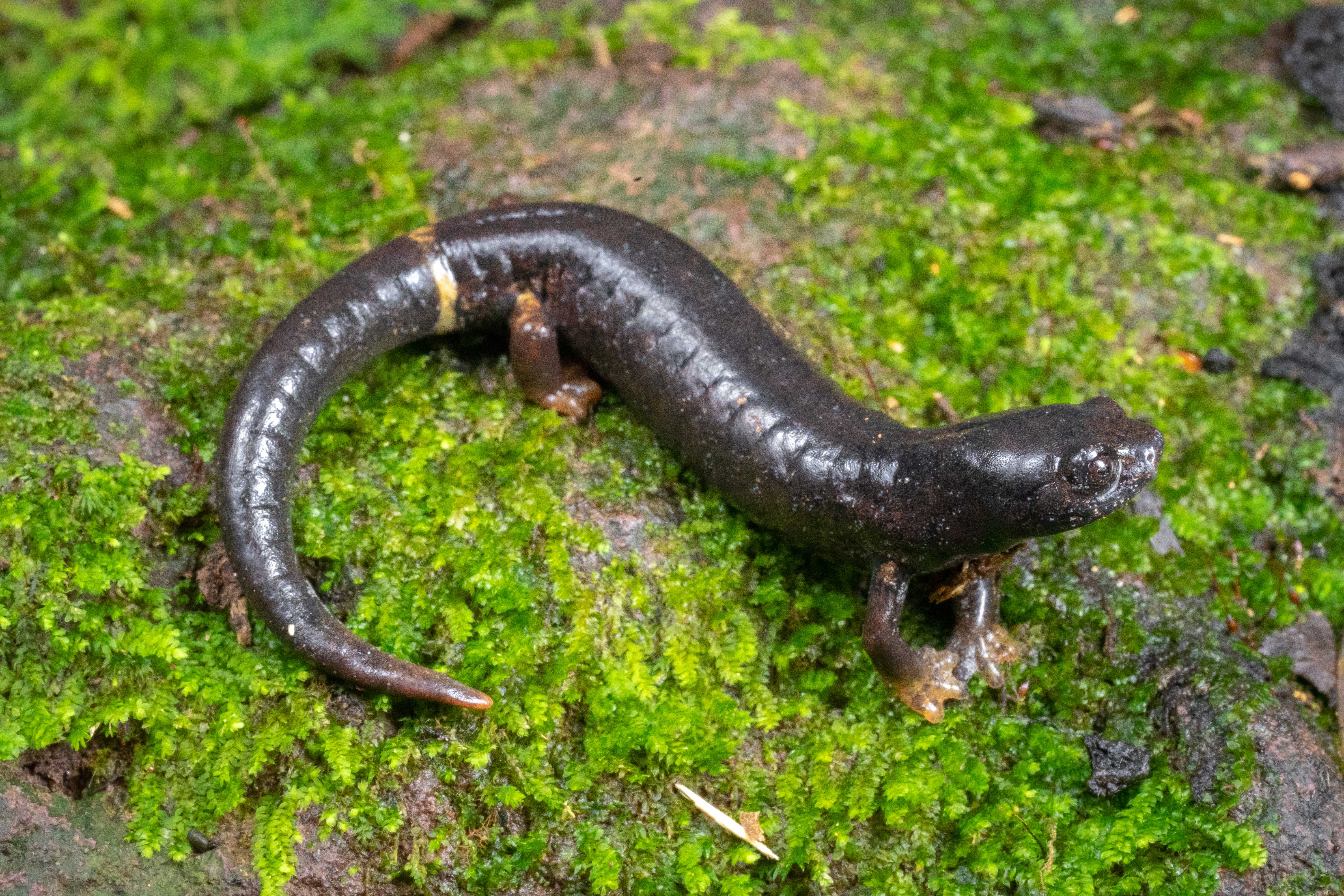 <i>Bolitoglossa robusta</i>; Ringtail Salamander