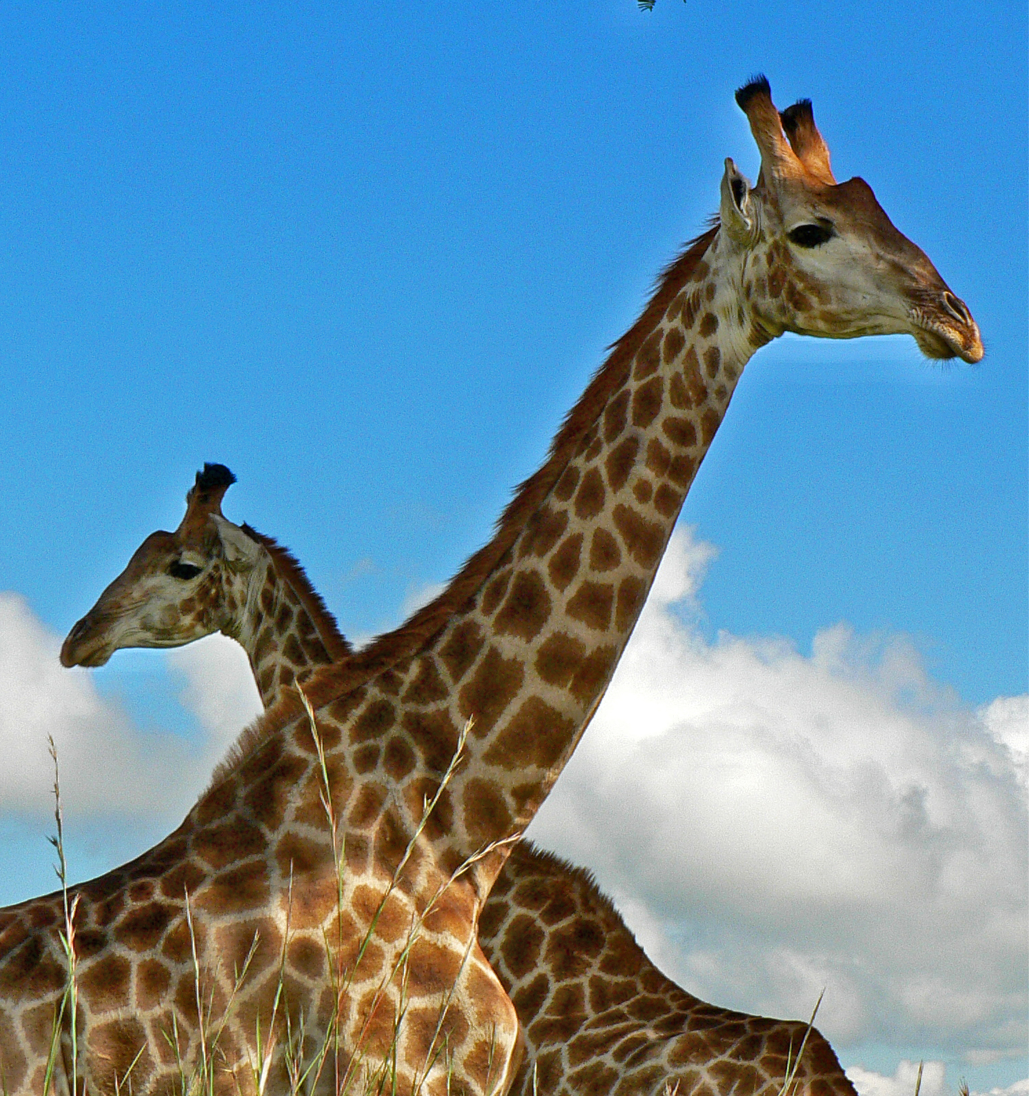 <i>Giraffa giraffa giraffa</i>; South African Giraffe