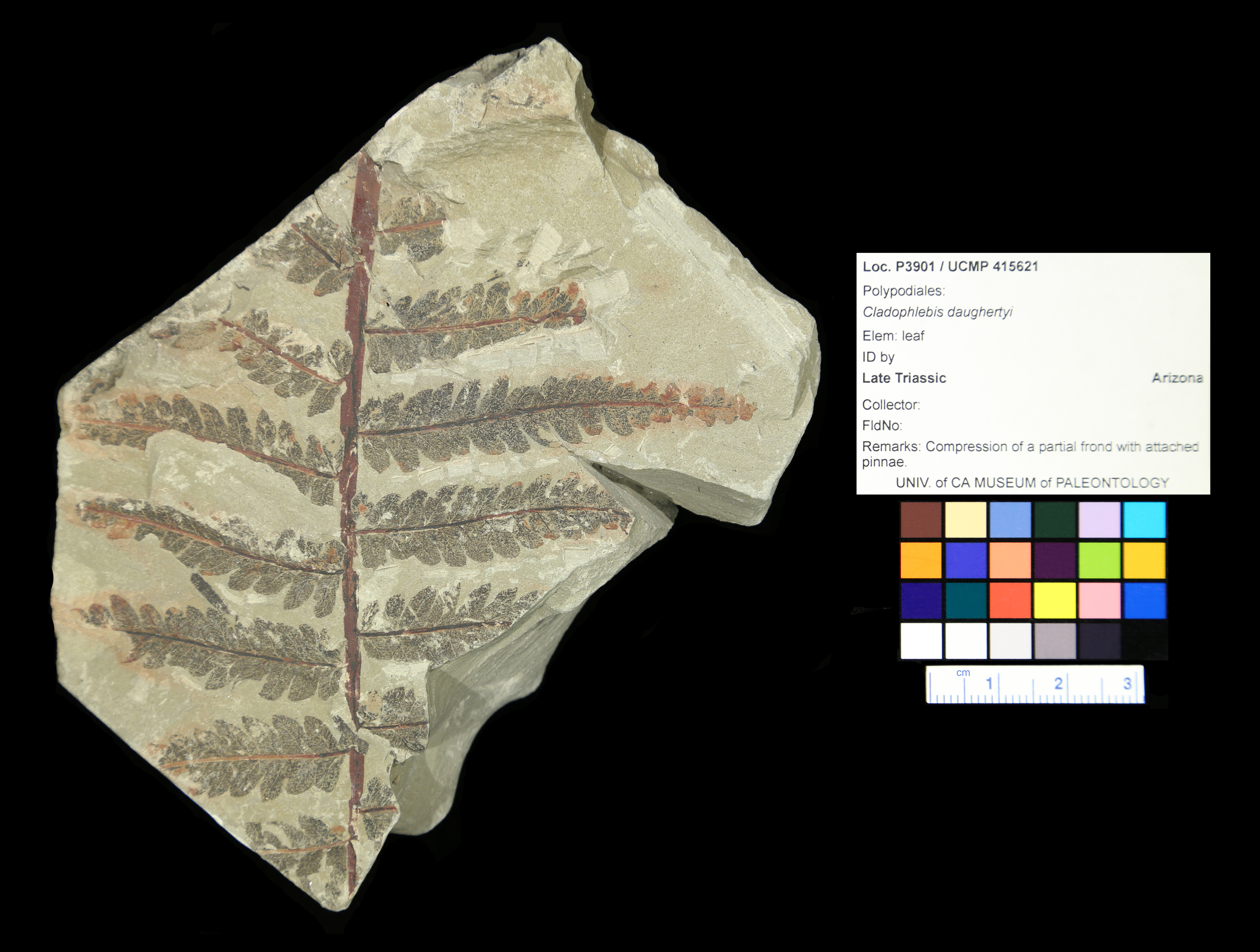 <i>Cladophlebis daughertyi</i>