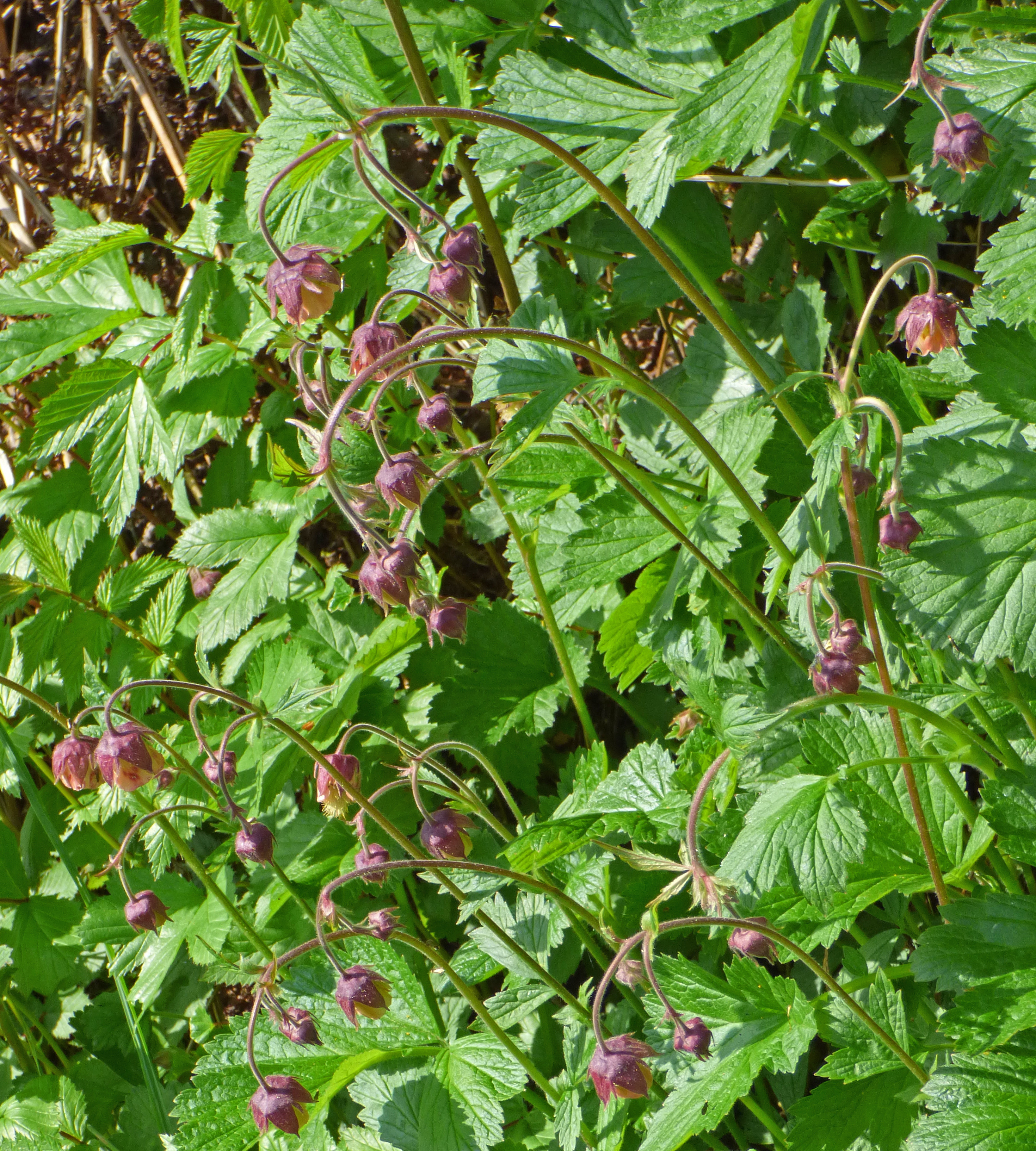<i>Geum rivale</i>; Water Avens