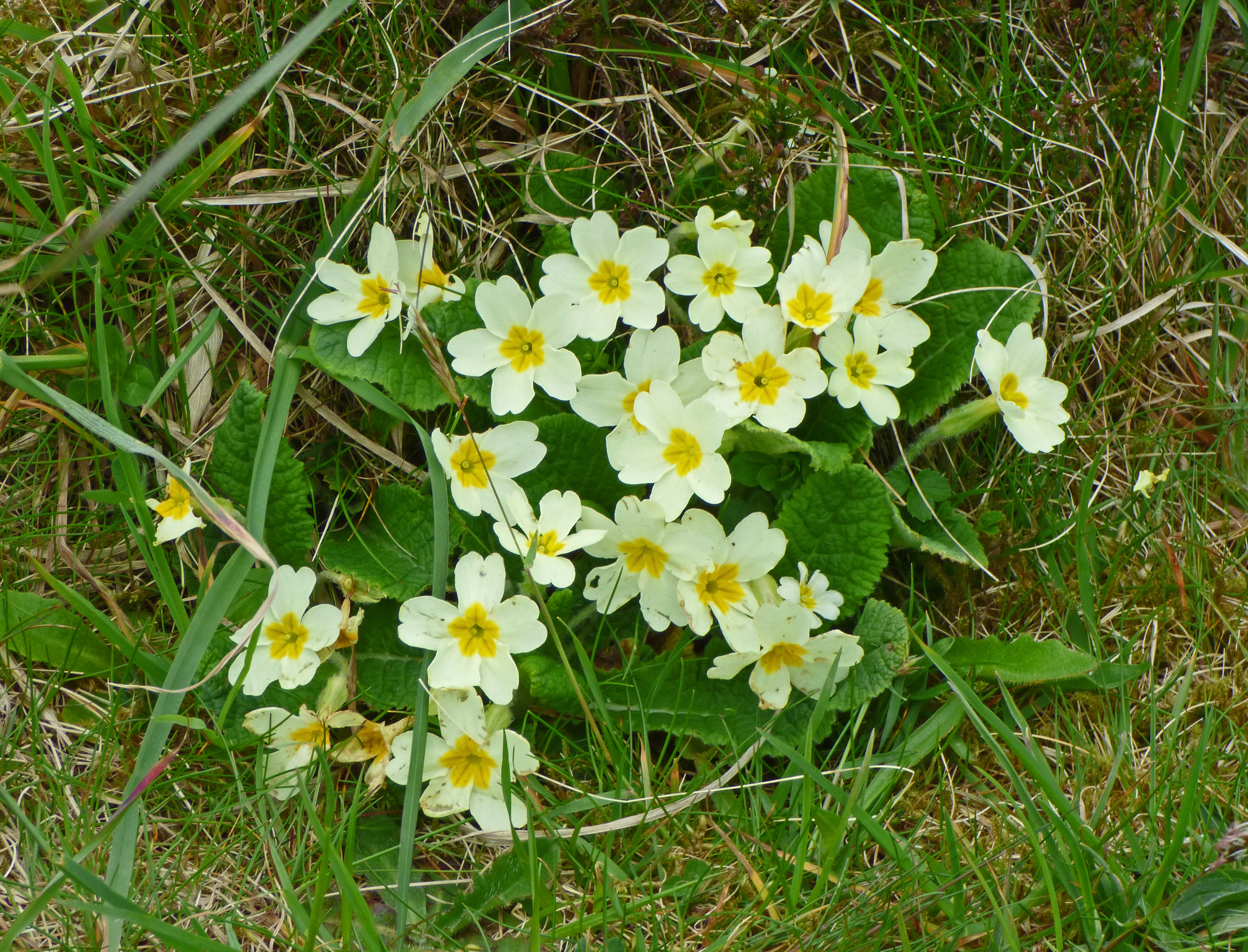 <i>Primula vulgaris</i>; Common Primrose
