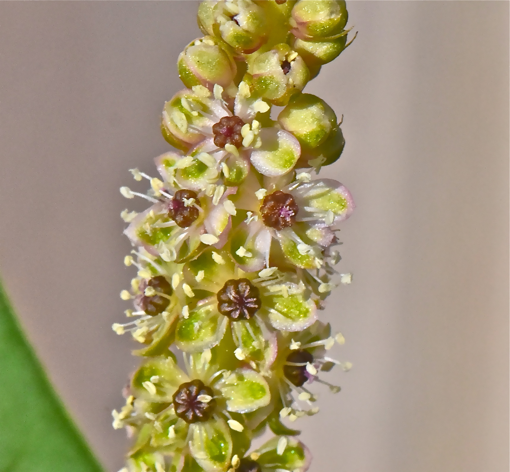 <i>Phytolacca americana</i>; Pokeweed