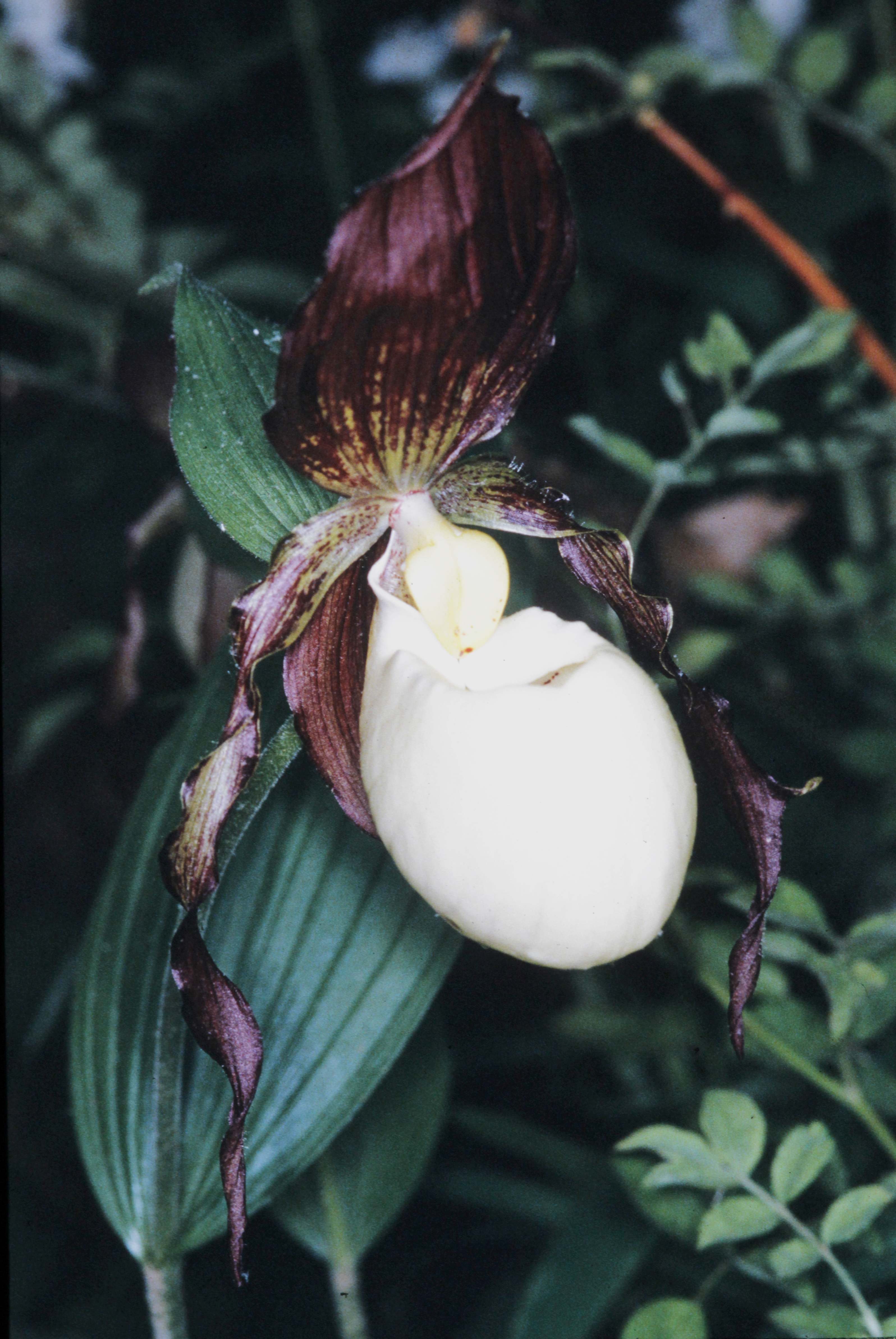 <i>Cypripedium kentuckiense</i>; Kentucky Lady's Slipper
