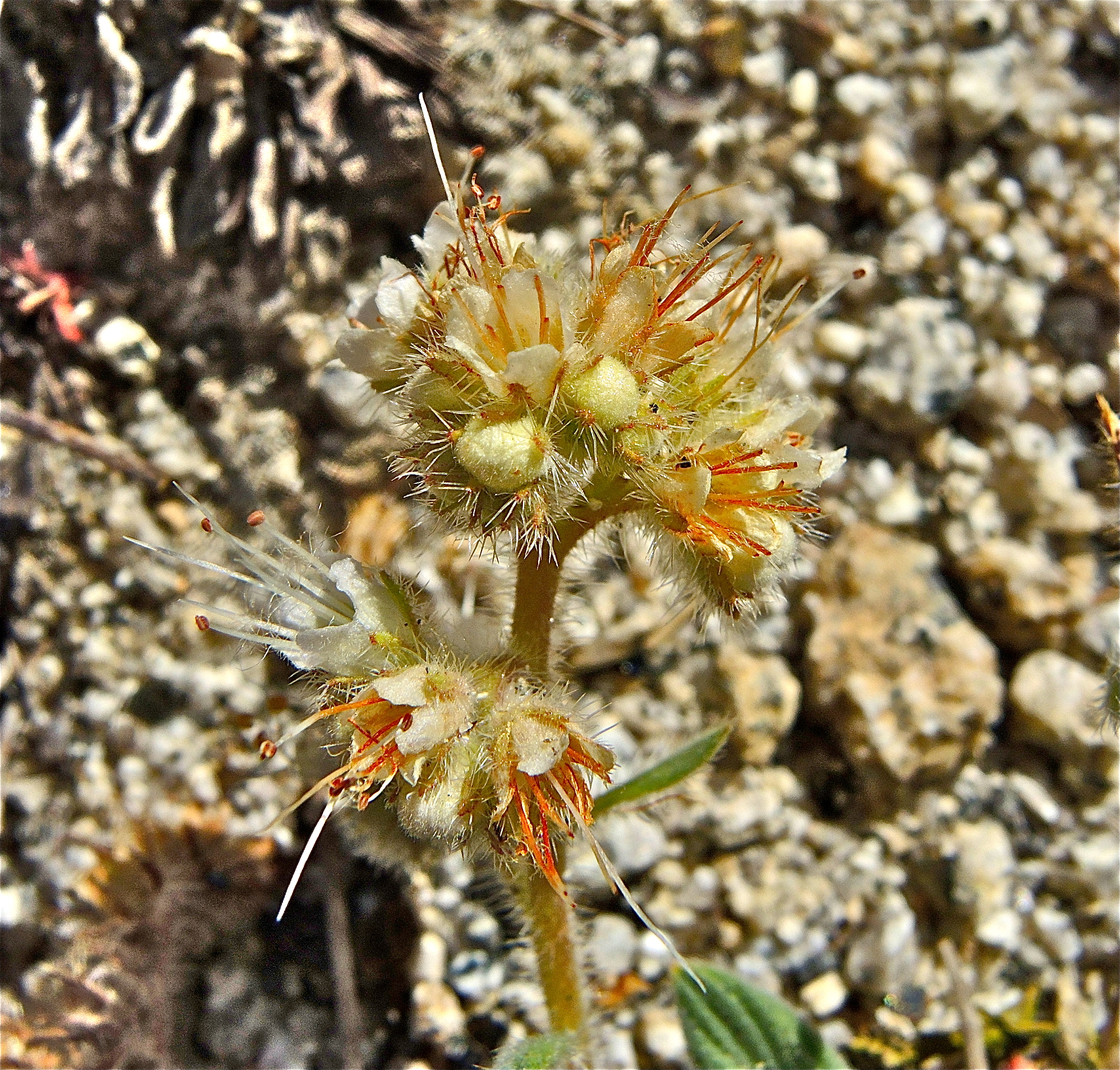 <i>Phacelia hastata ssp. compacta</i>
