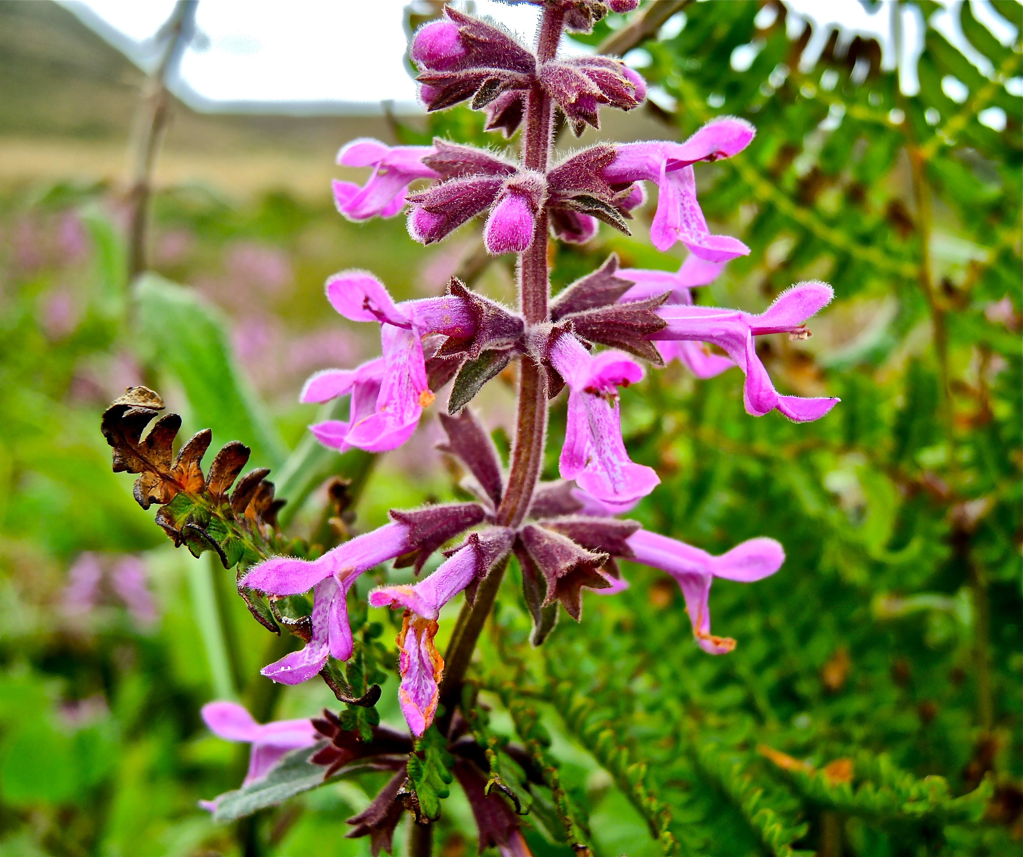 <i>Stachys chamissonis</i>; Coastal Hedgenettle