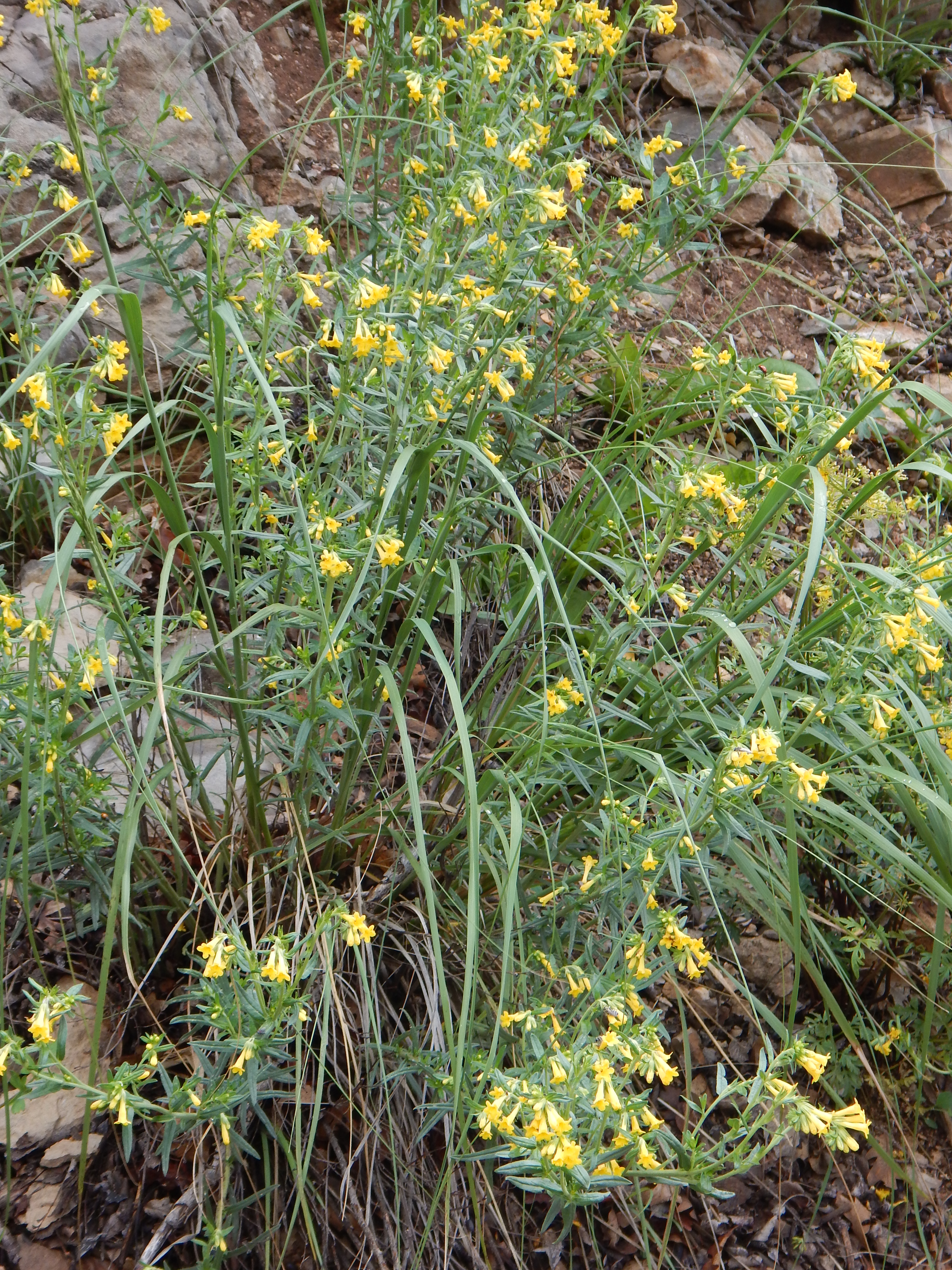 <i>Lithospermum multiflorum</i>; Manyflowered Stoneseed