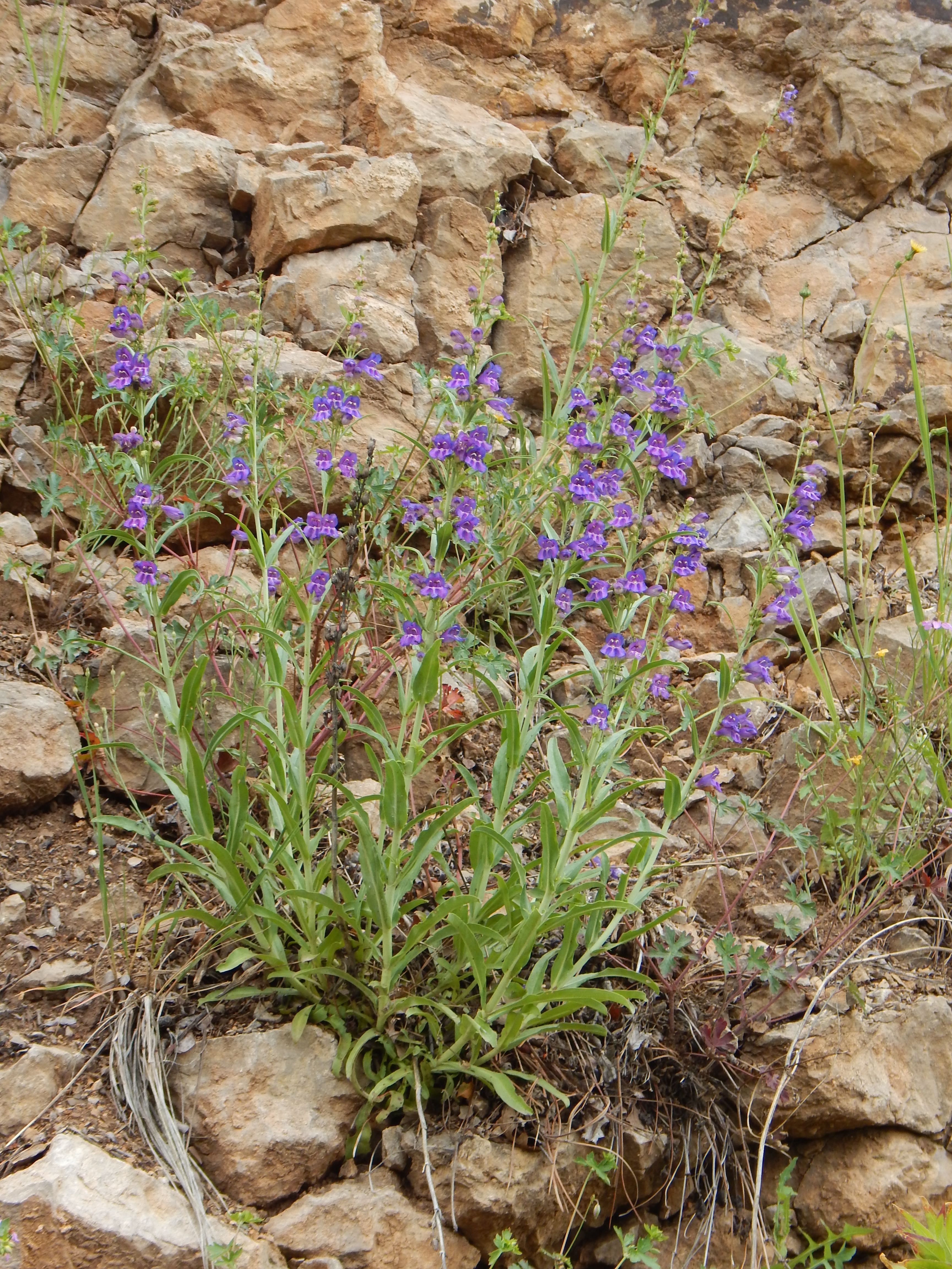 <i>Penstemon neomexicanus</i>; New Mexico Penstemon
