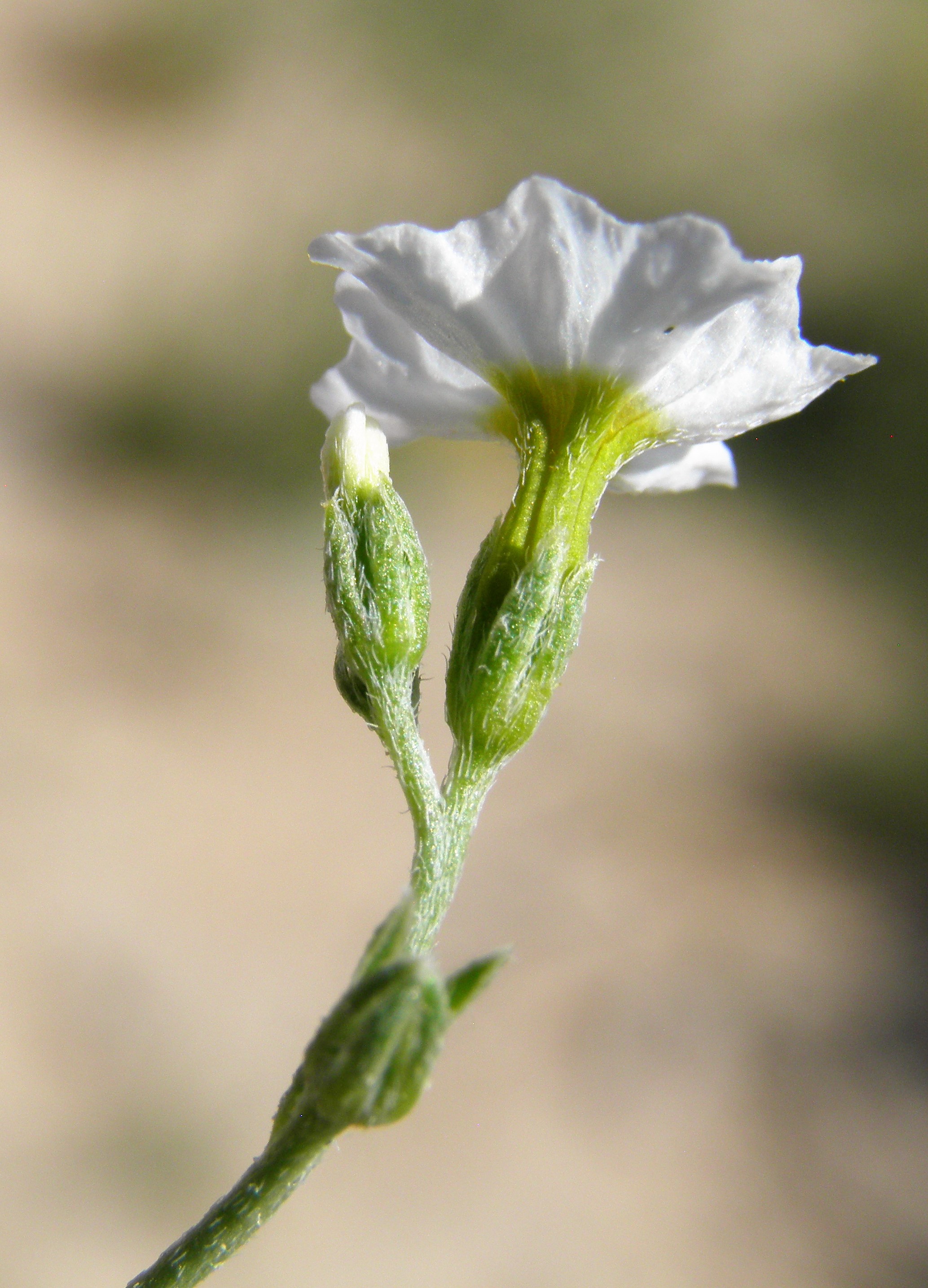 <i>Heliotropium greggii</i>; Fragrant Heliotrope