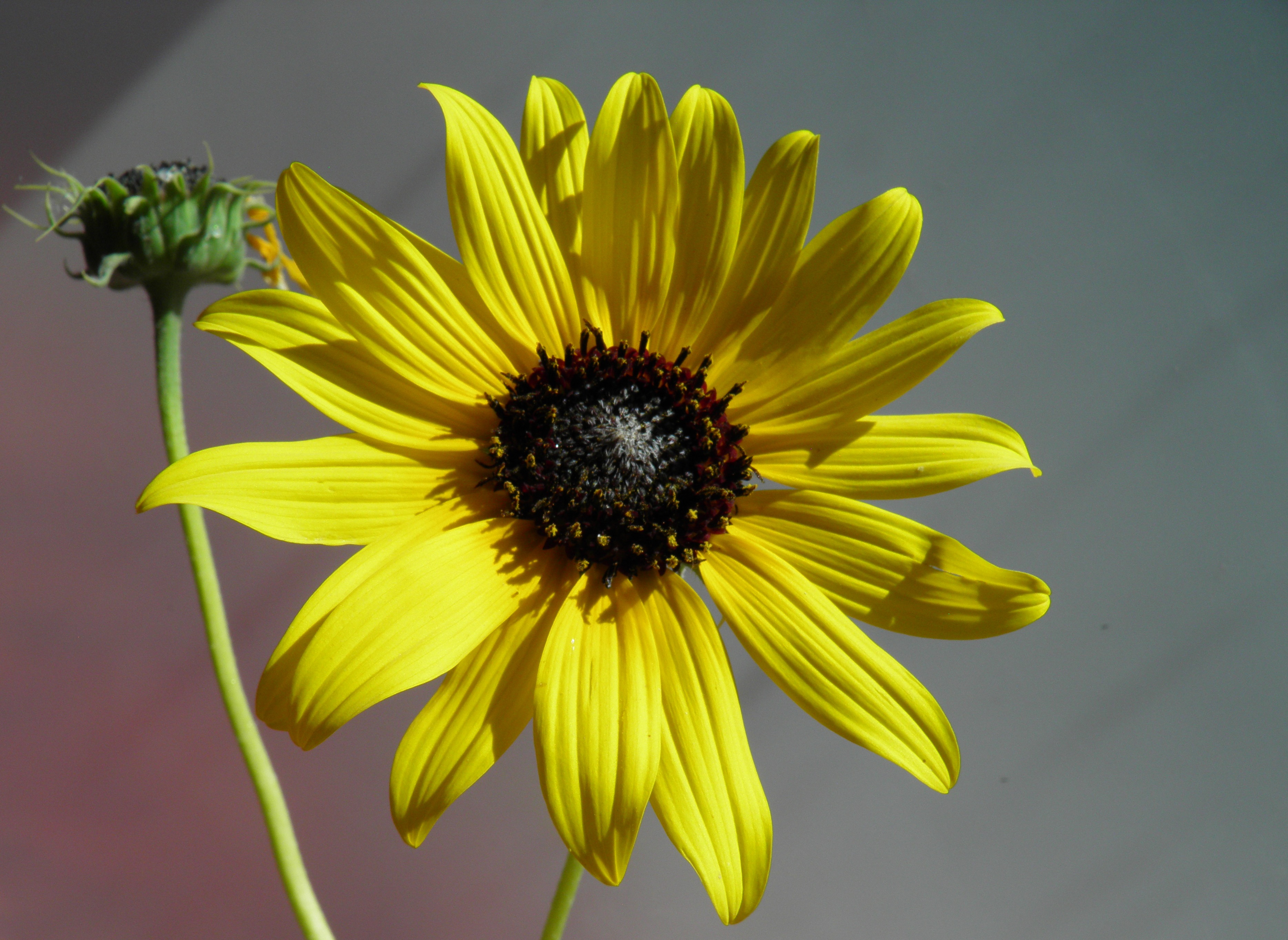 <i>Helianthus petiolaris ssp. petiolaris</i>; Plains Sunflower