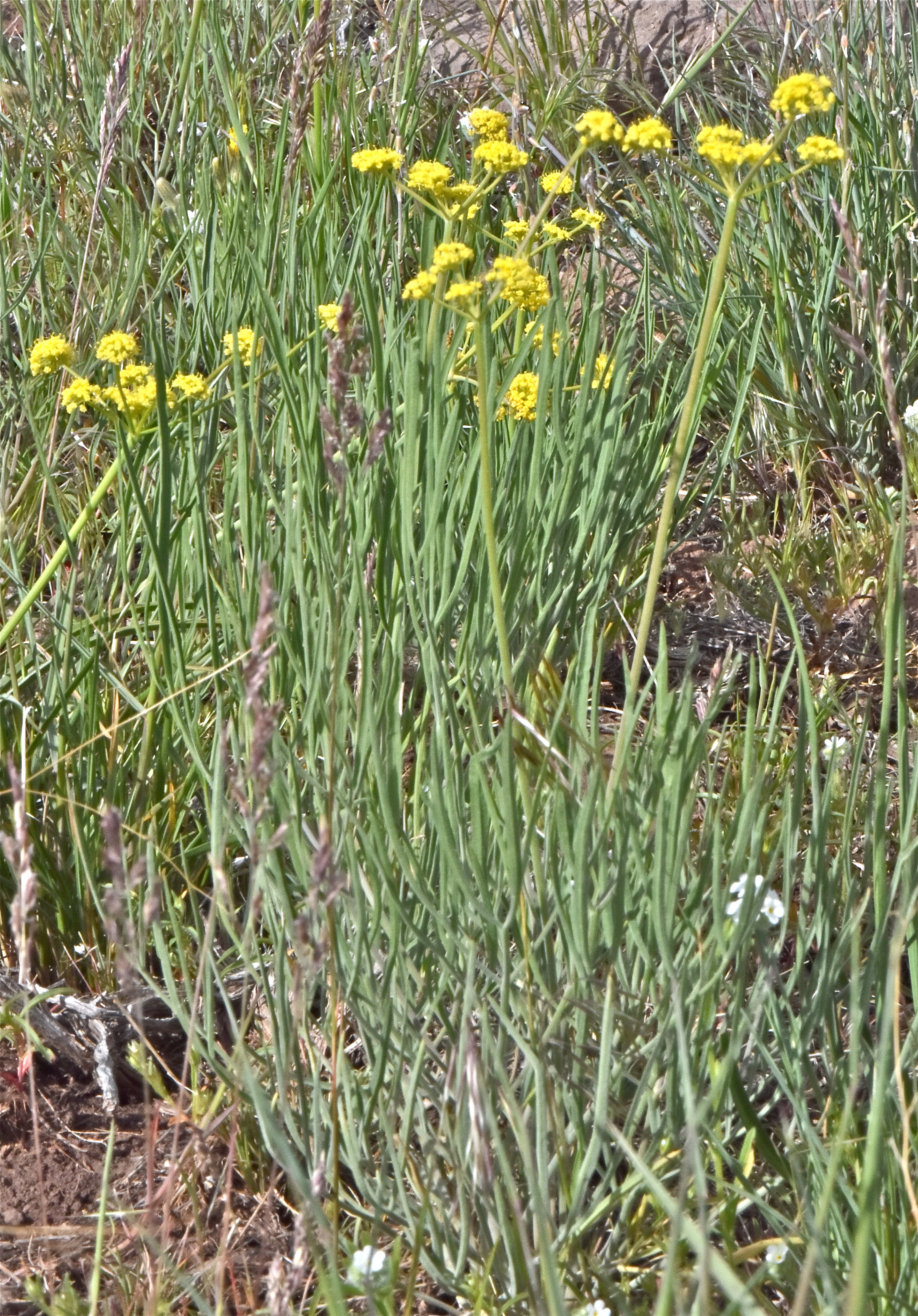 <i>Lomatium bicolor var. leptocarpum</i>