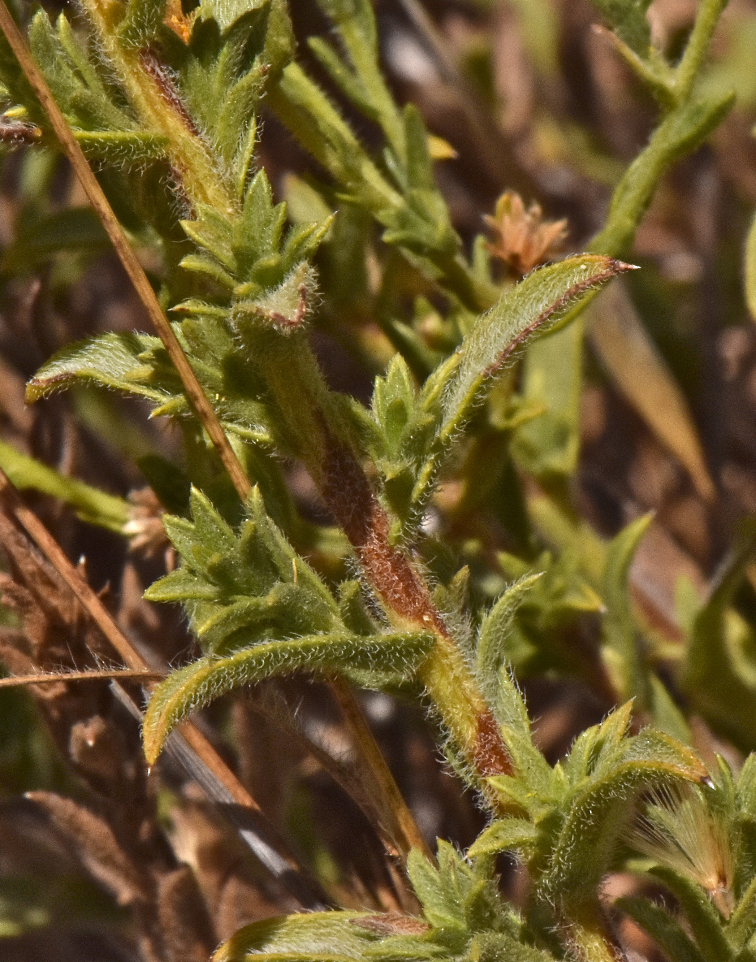 <i>Heterotheca oregona var. scaberrima</i>